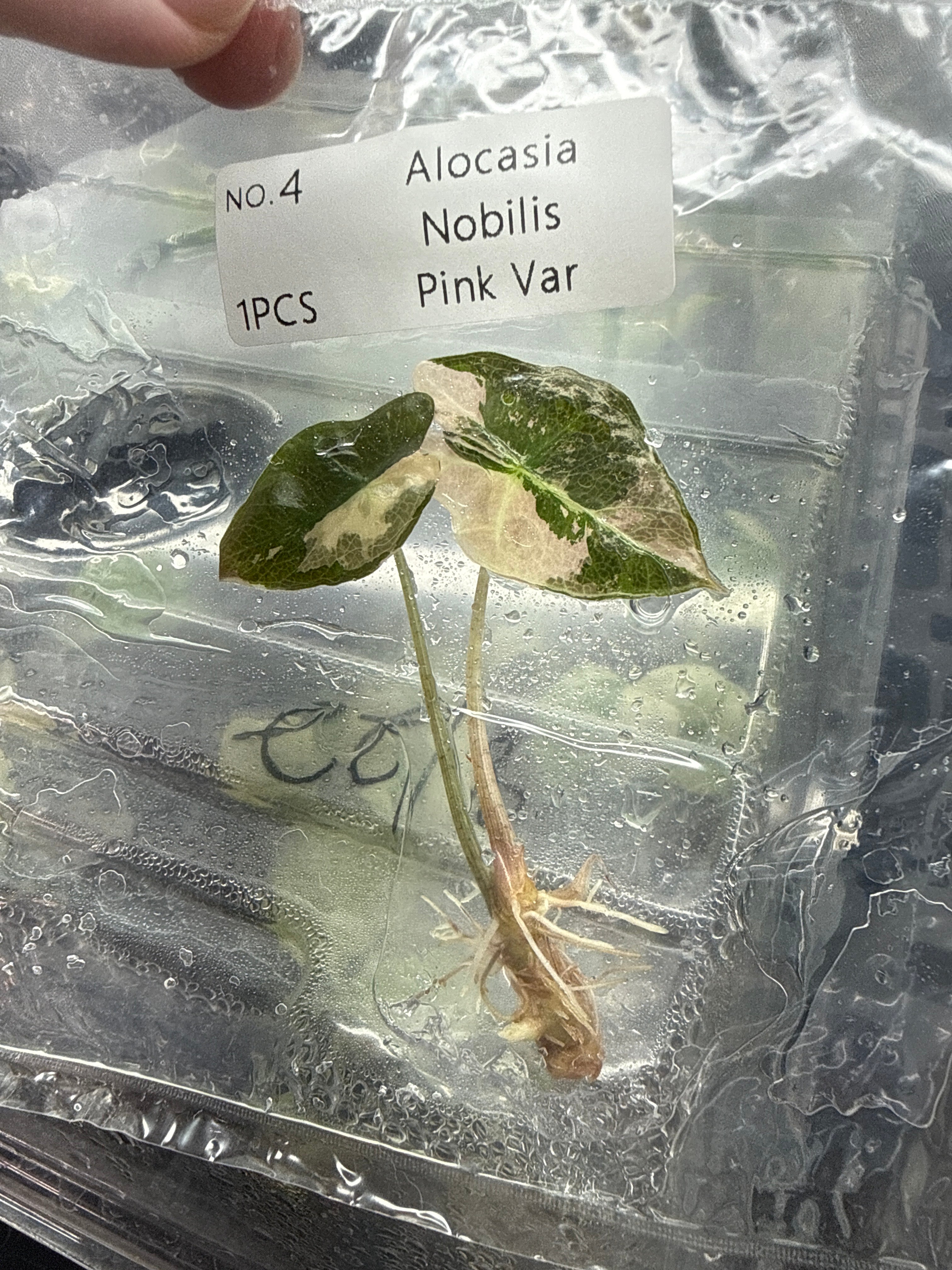 Alocasia Pink Nobilis Variegated Tissue Culture - Ships 12/10 - Jacksbs