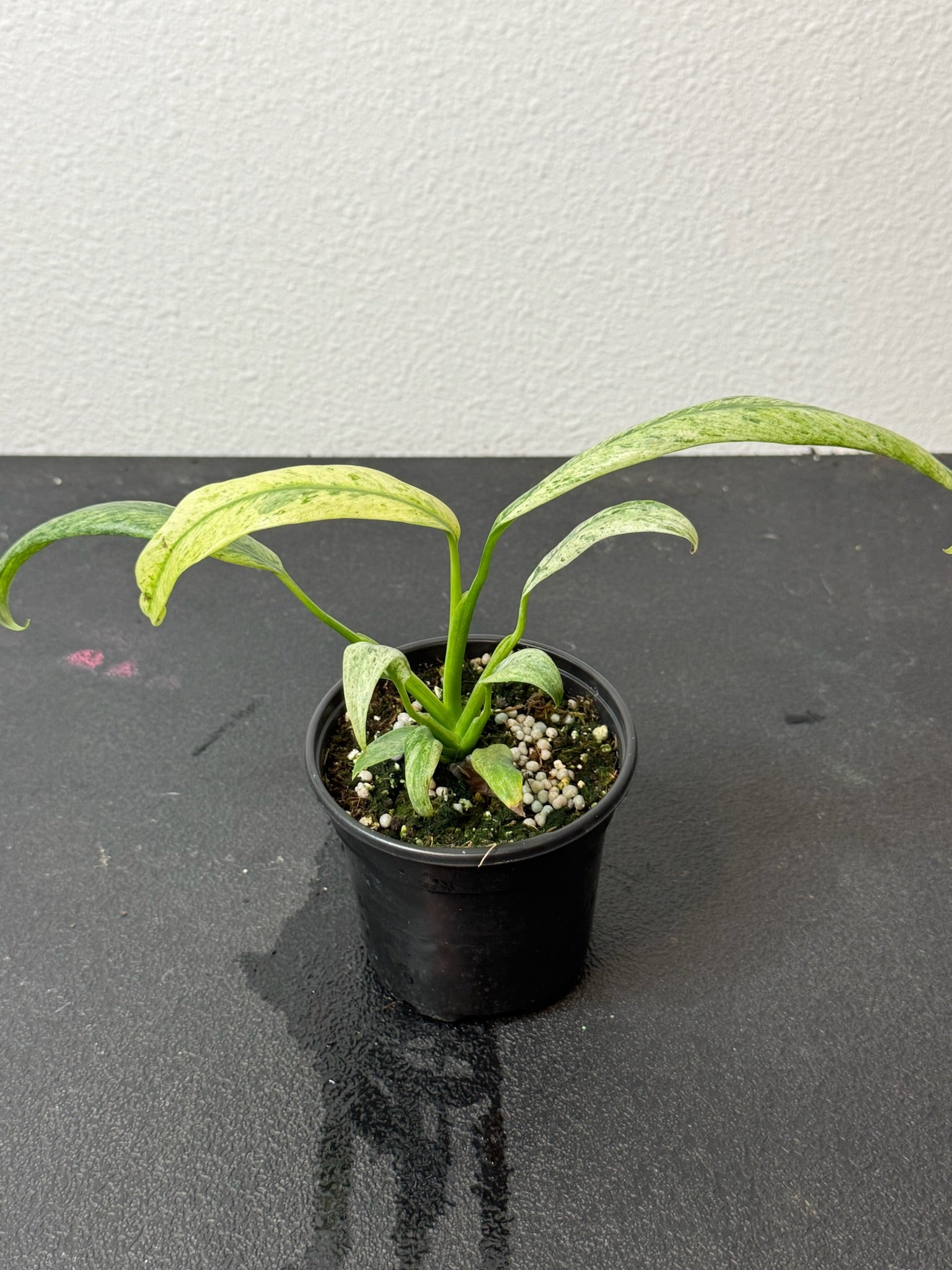 Epipremnum Giganteum Marble 4"