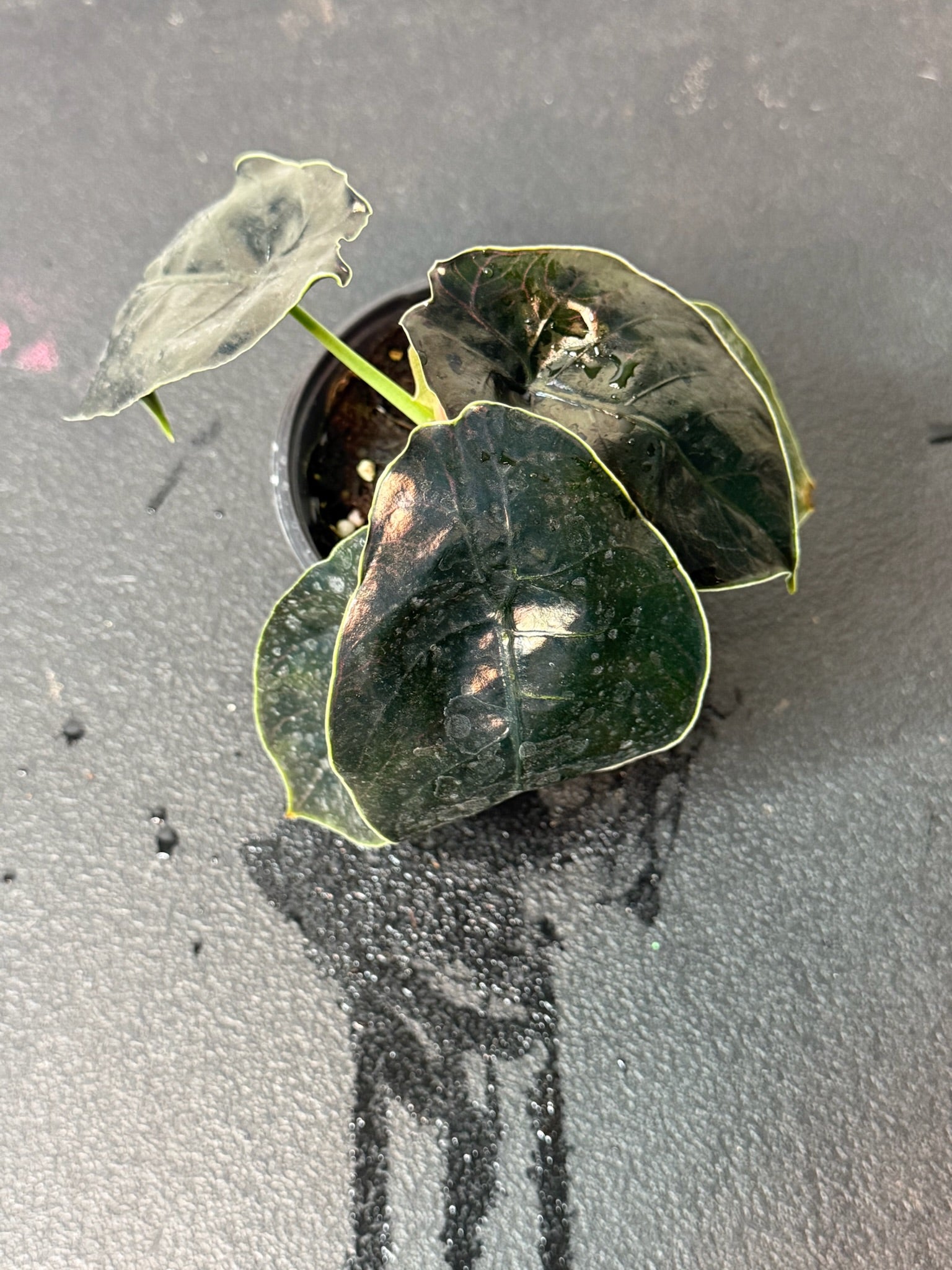 Alocasia Azlanii 4"