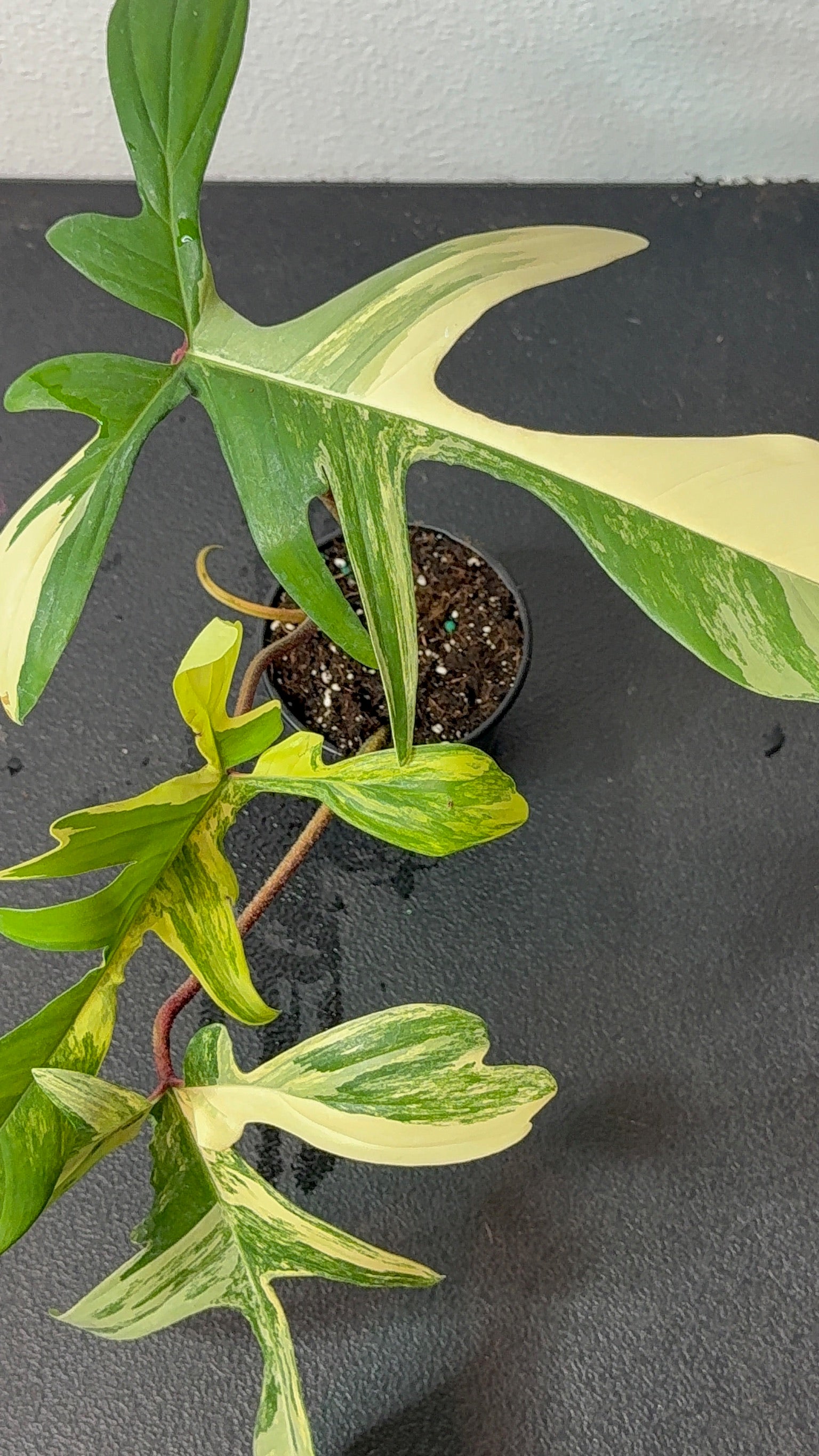 4" Philodendron Florida Beauty Exact Plant - Jacksbs