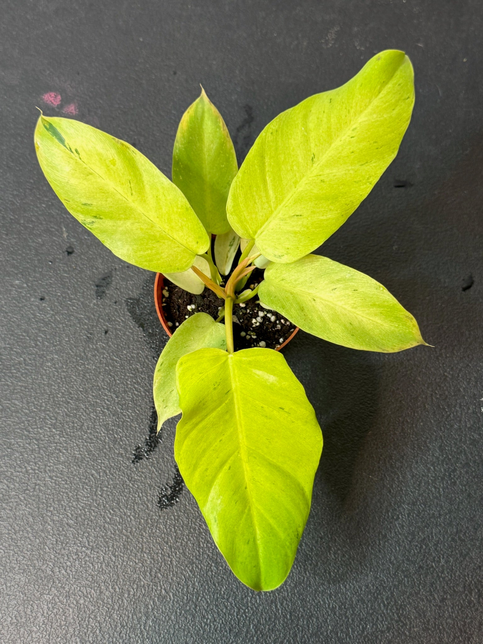 Philodendron Snowdrift 4" Grower's Choice