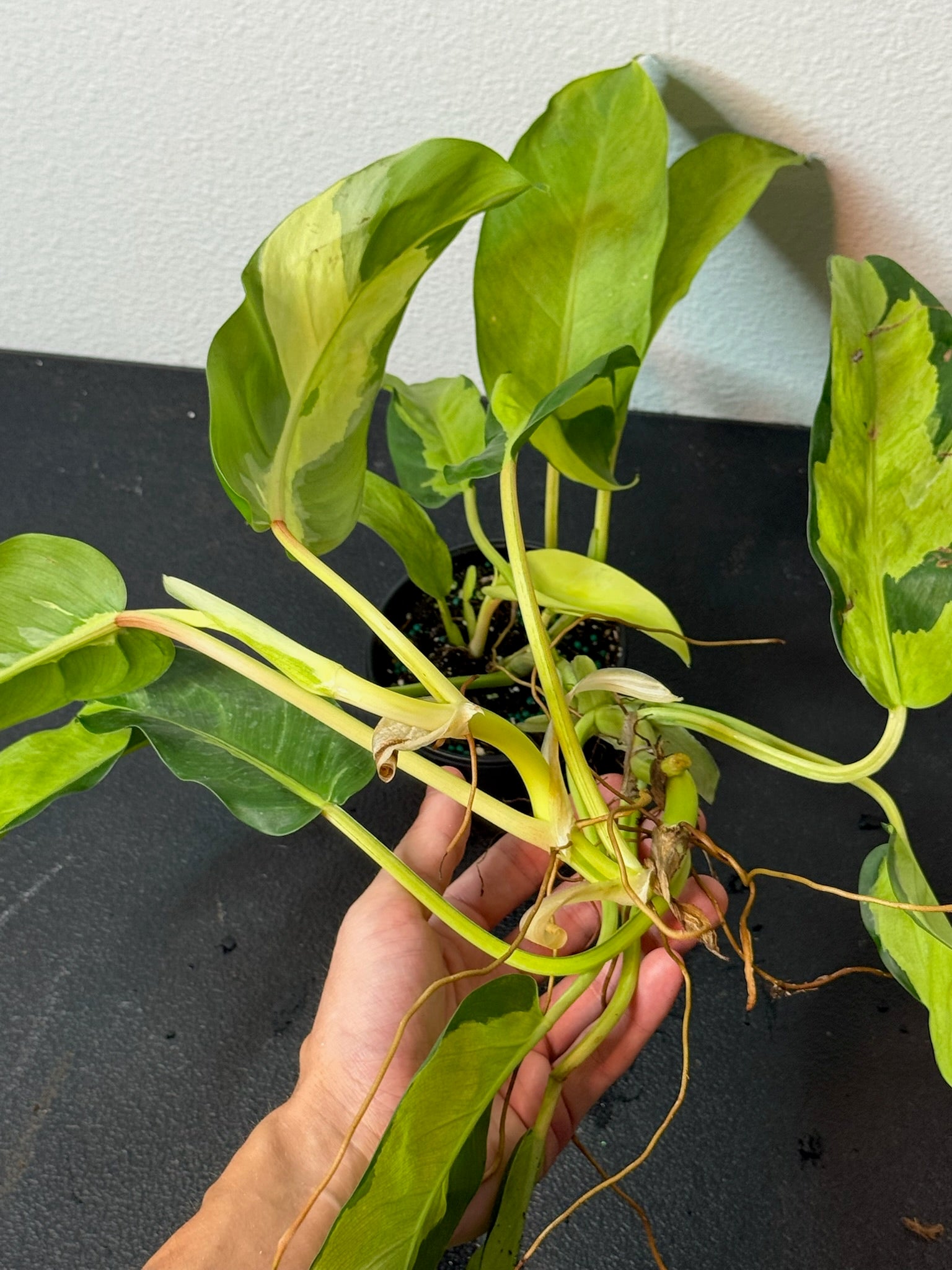 Philodendron Thai Sunrise 4"