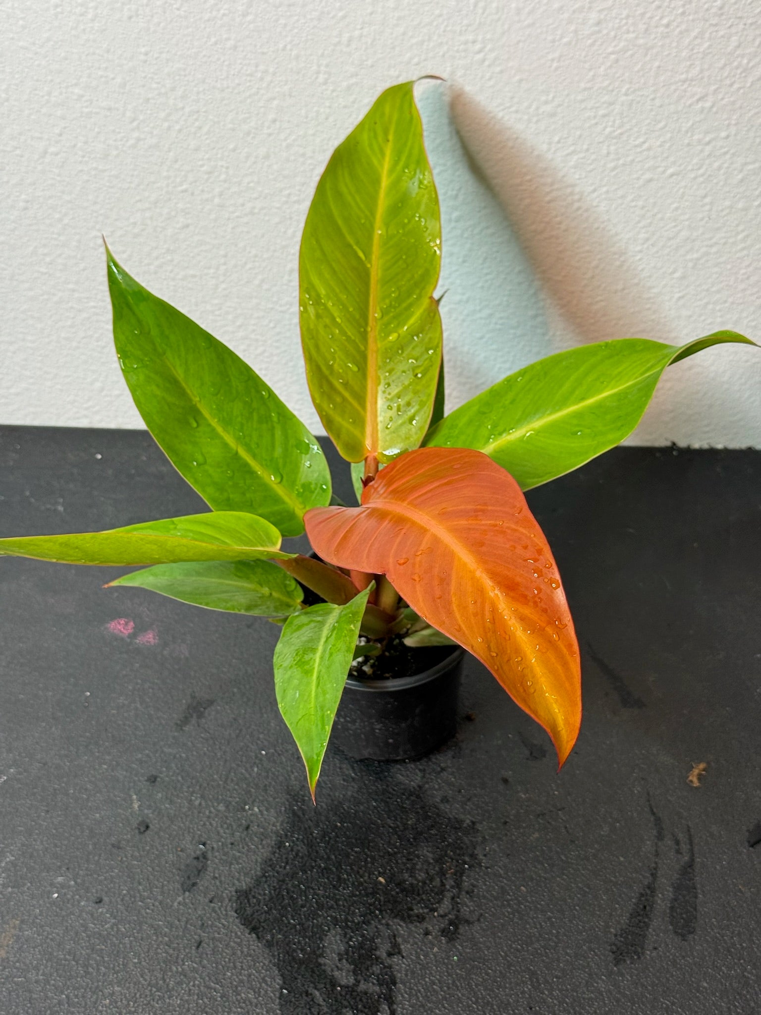 Philodendron Red Sun 4"
