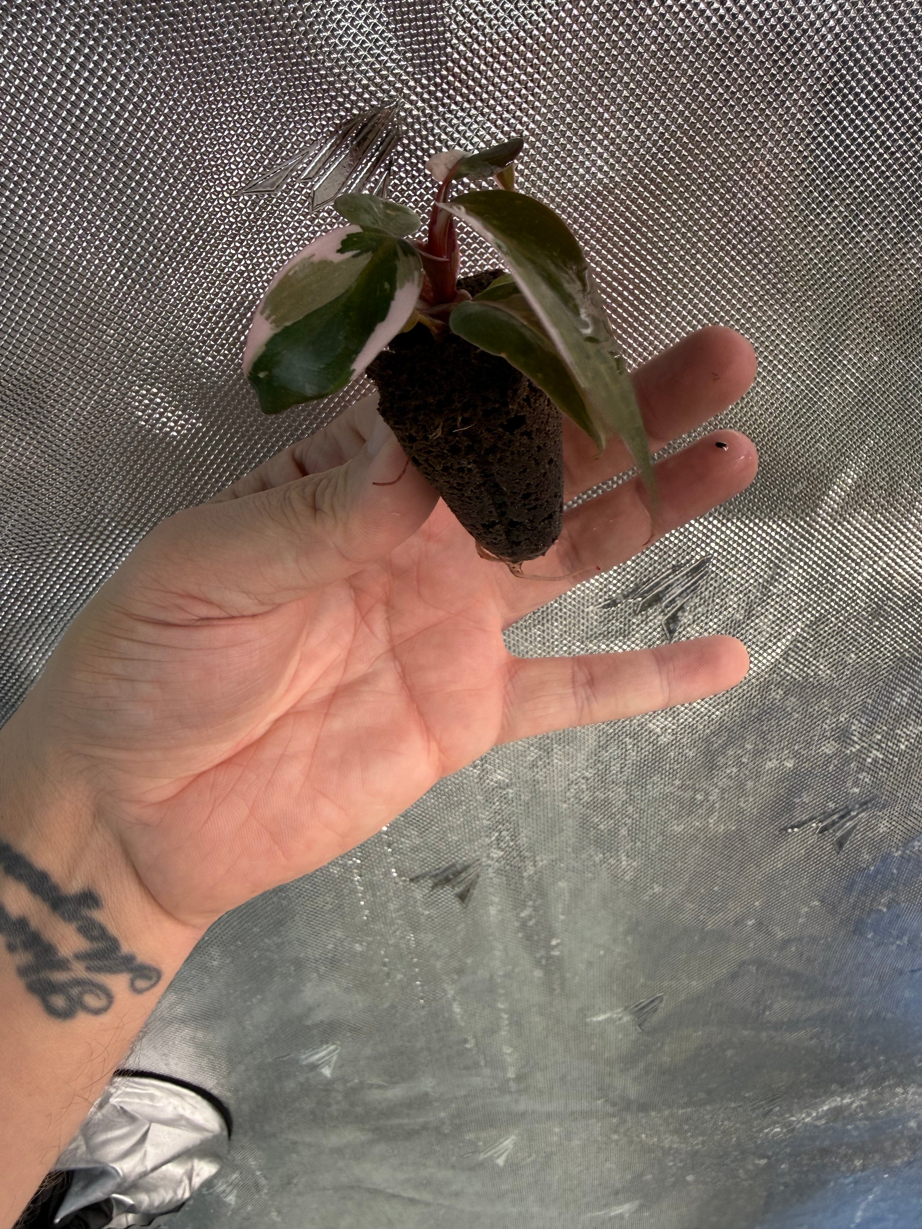 Red Anderson Philodendron Starter Plug