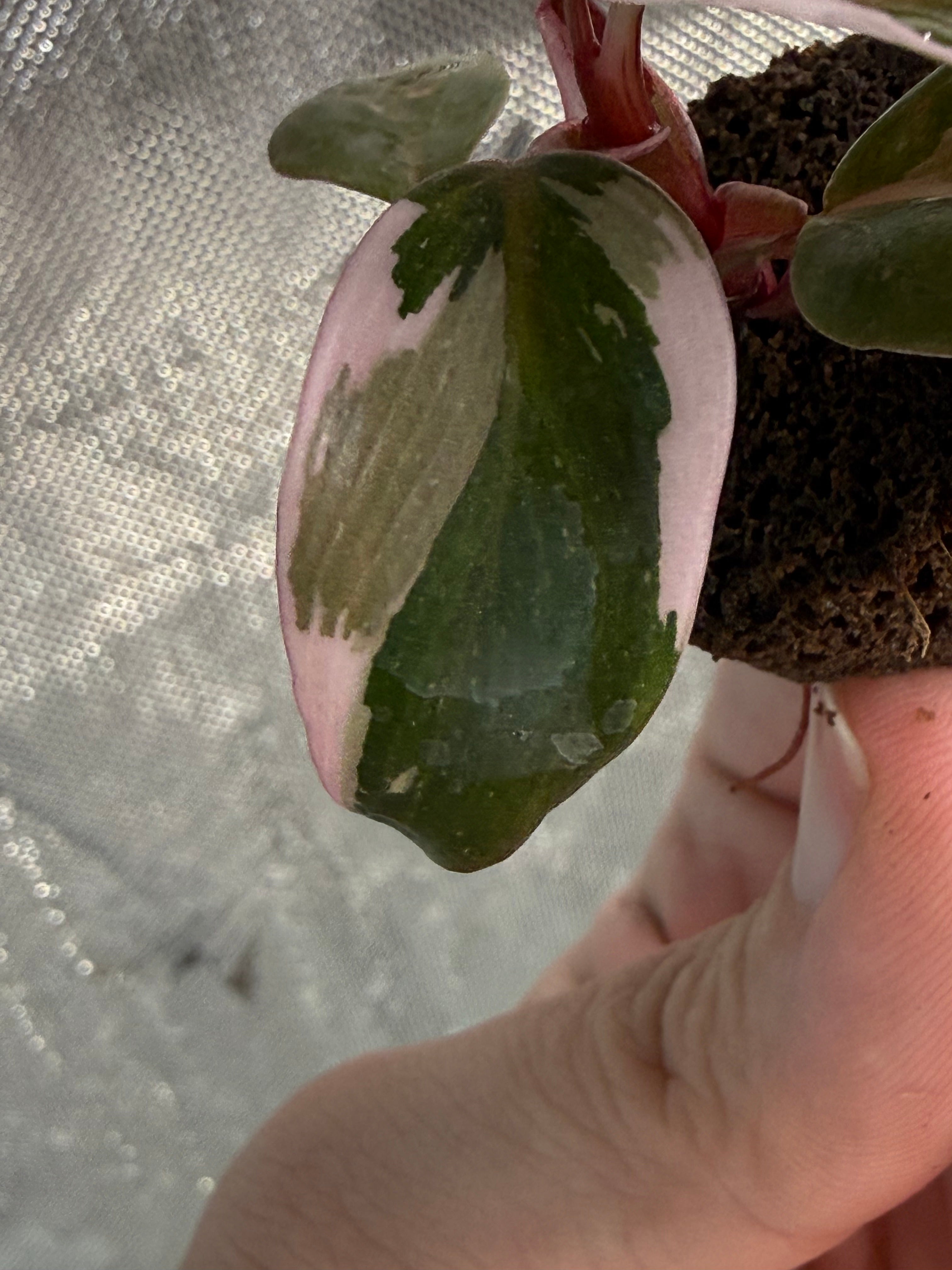 Red Anderson Philodendron Starter Plug