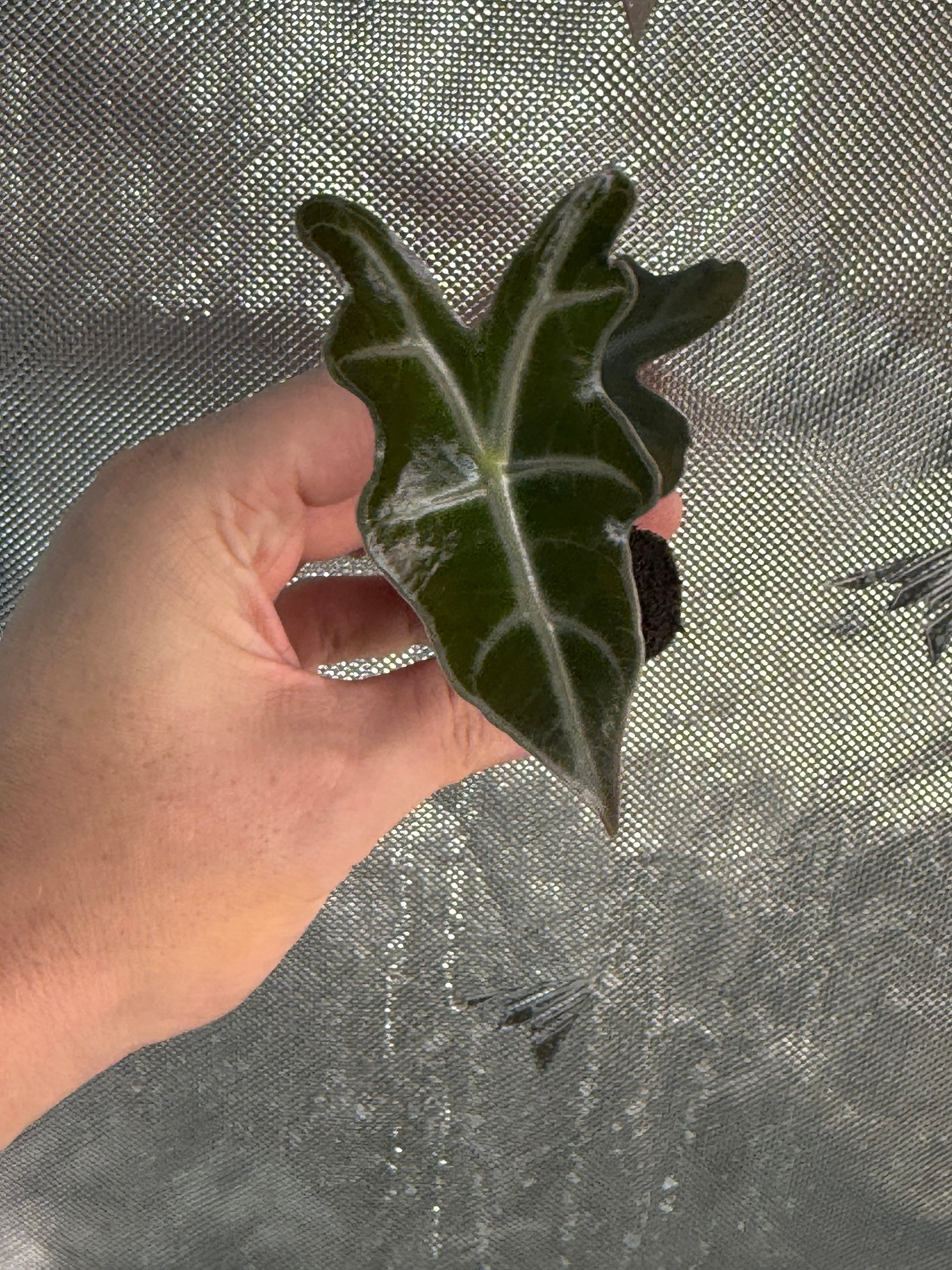 Alocasia Nobilis Starter Plug