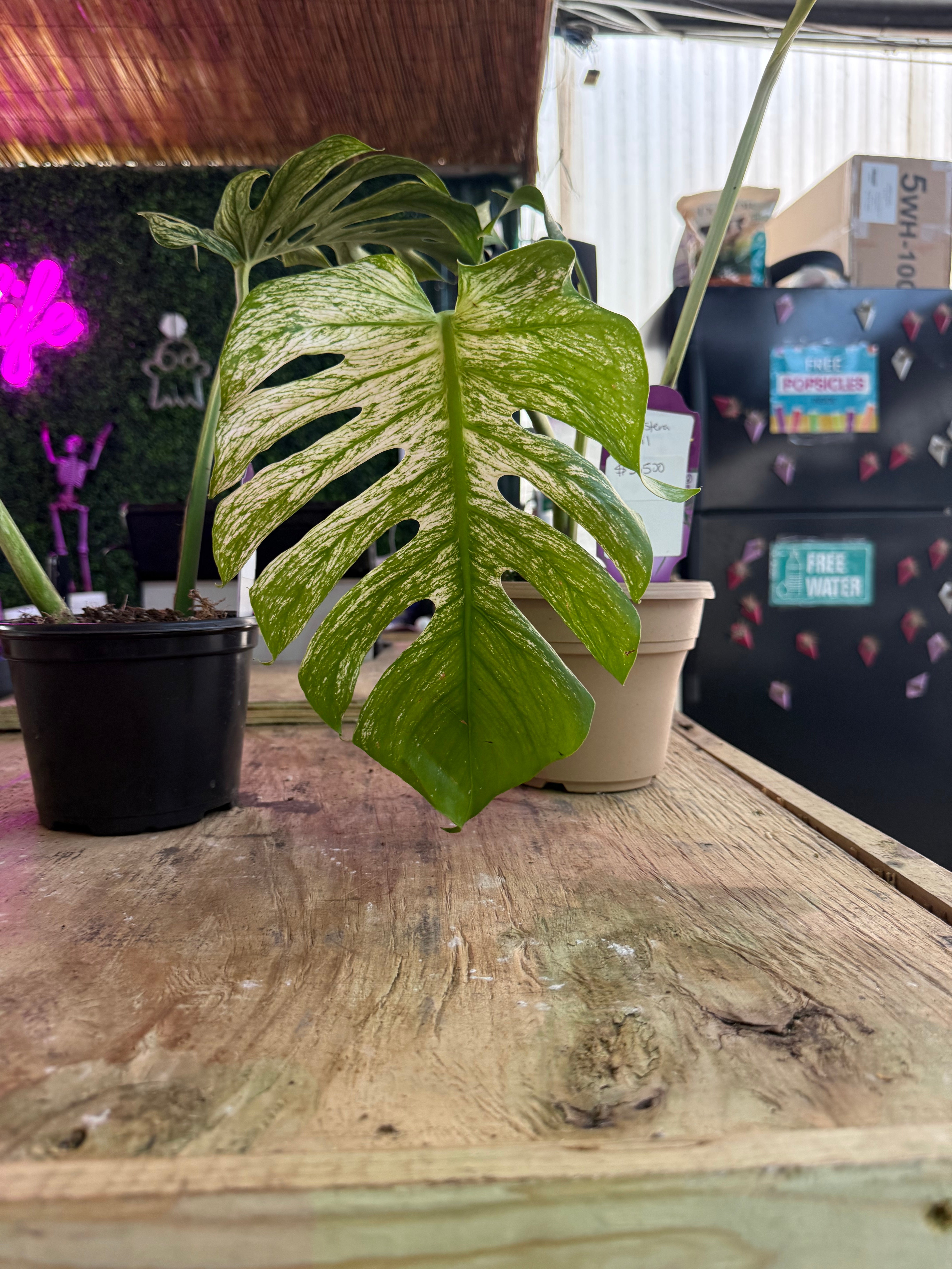 Monstera Devil Monster TC- RARE AF ships 12/10 - Jacksbs