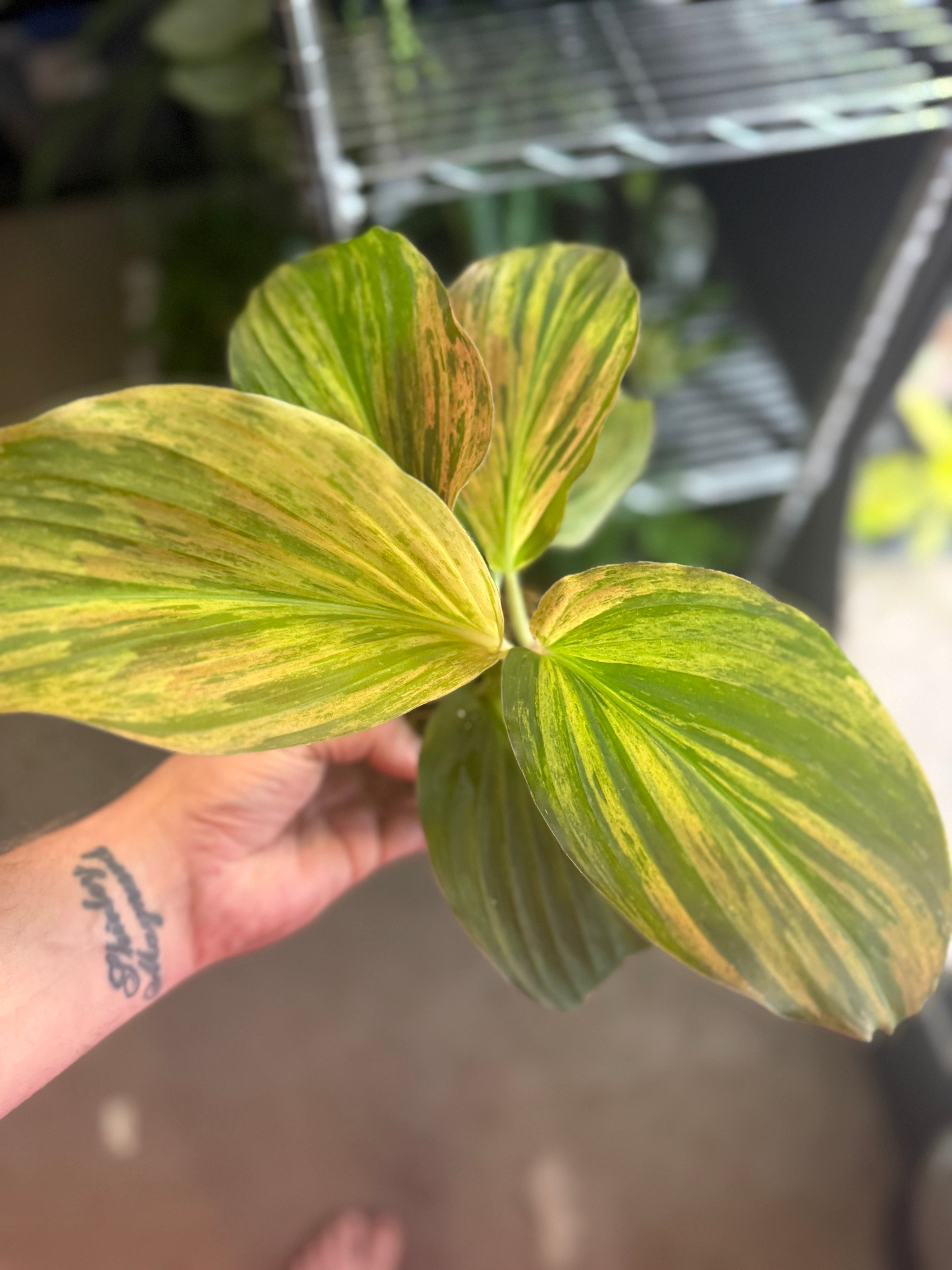 Kaempferia Jungle Rose 4" Grower's Choice - Jacksbs