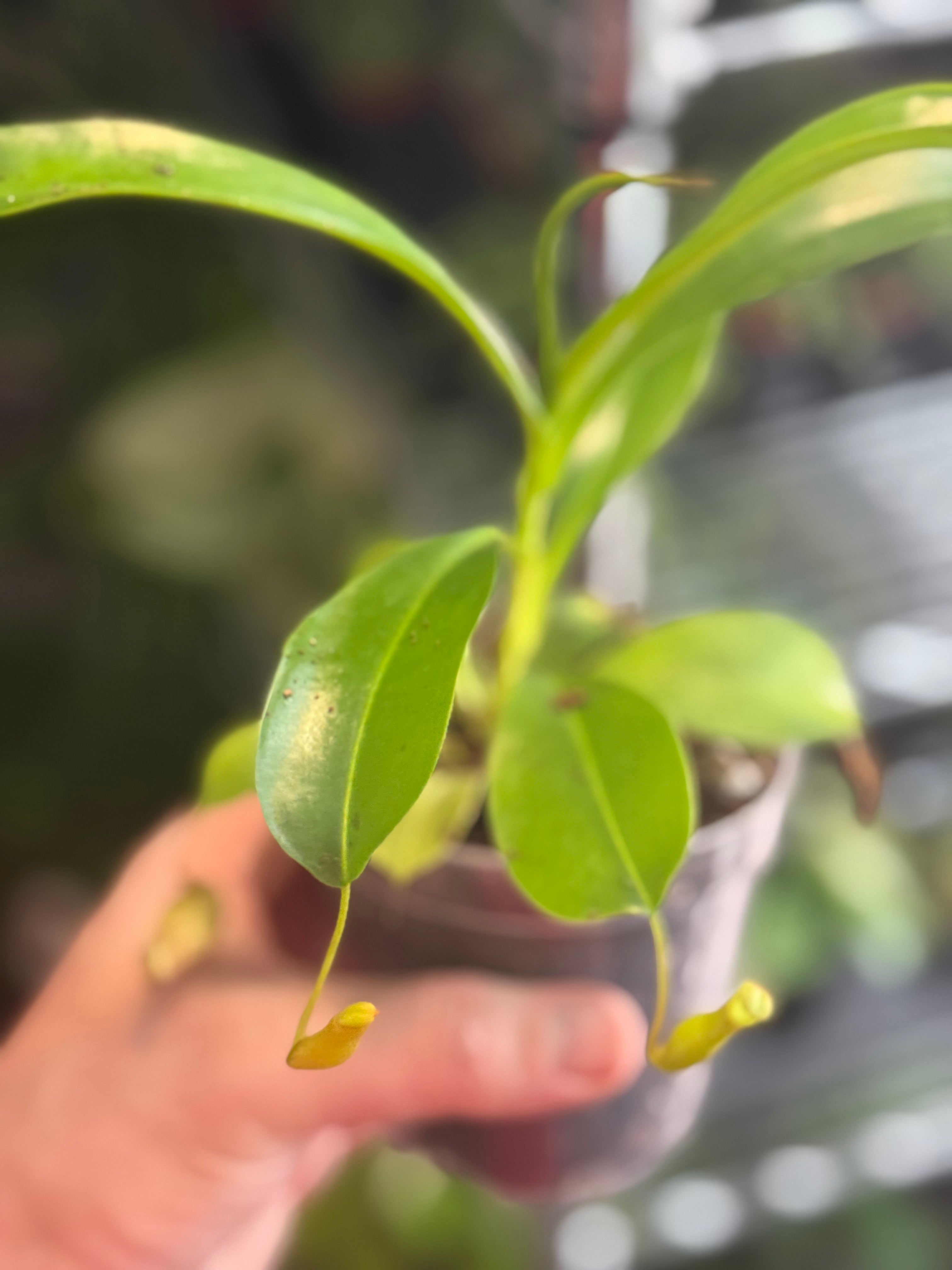 Nepenthes Alata 4" Growers Choice - Jacksbs