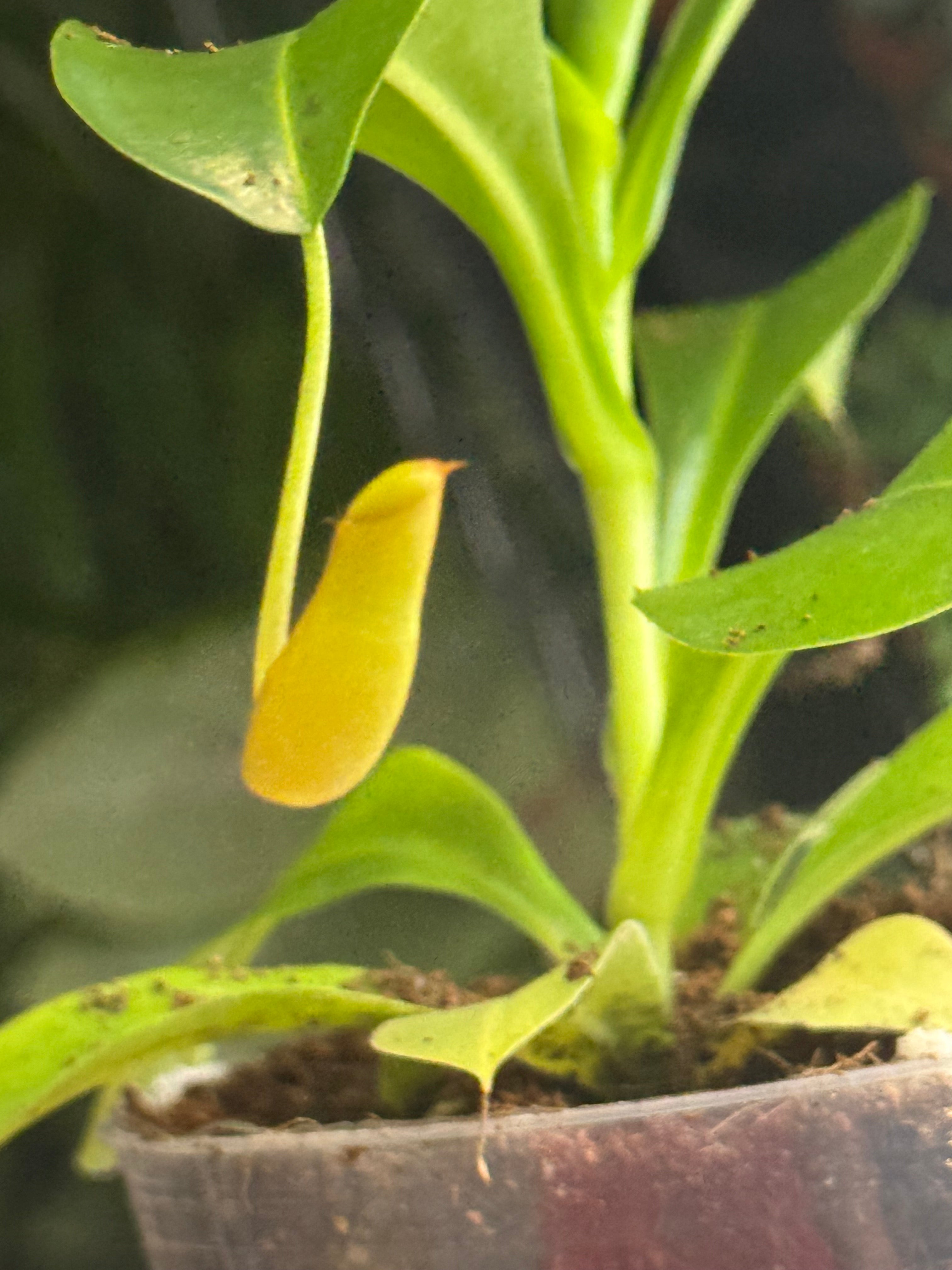 Nepenthes Alata 3" Hanging Basket Growers Choice - Jacksbs