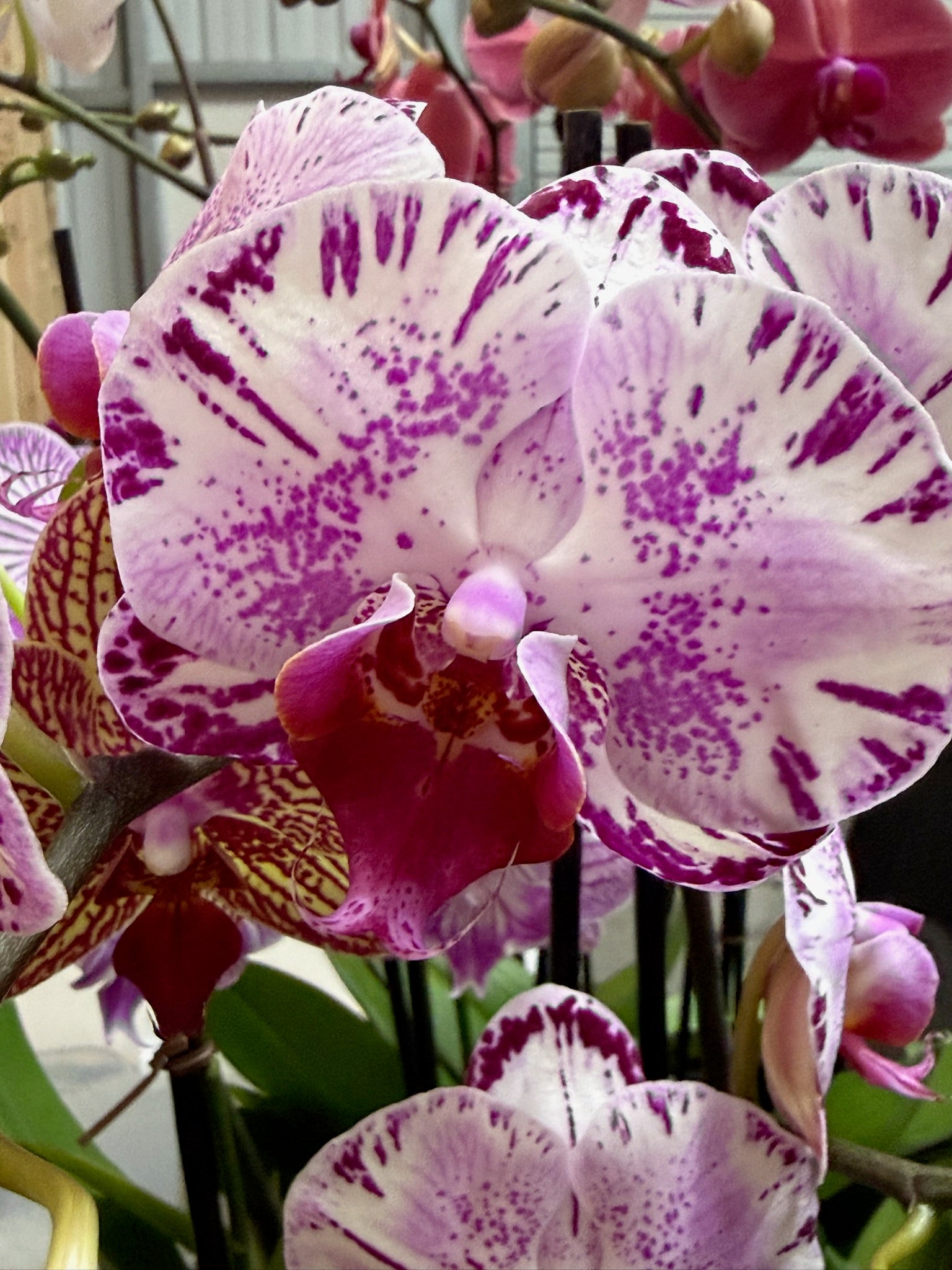 Phalaenopsis Orchid 4" Growers Choice