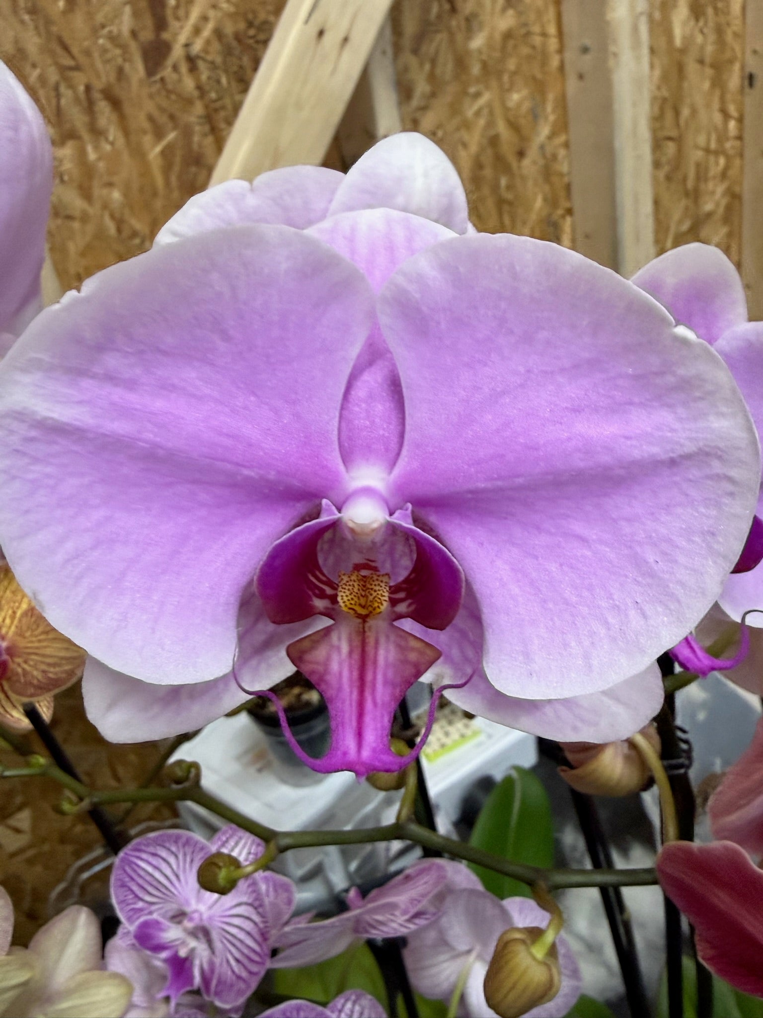 Phalaenopsis orchid Small Growers Choice