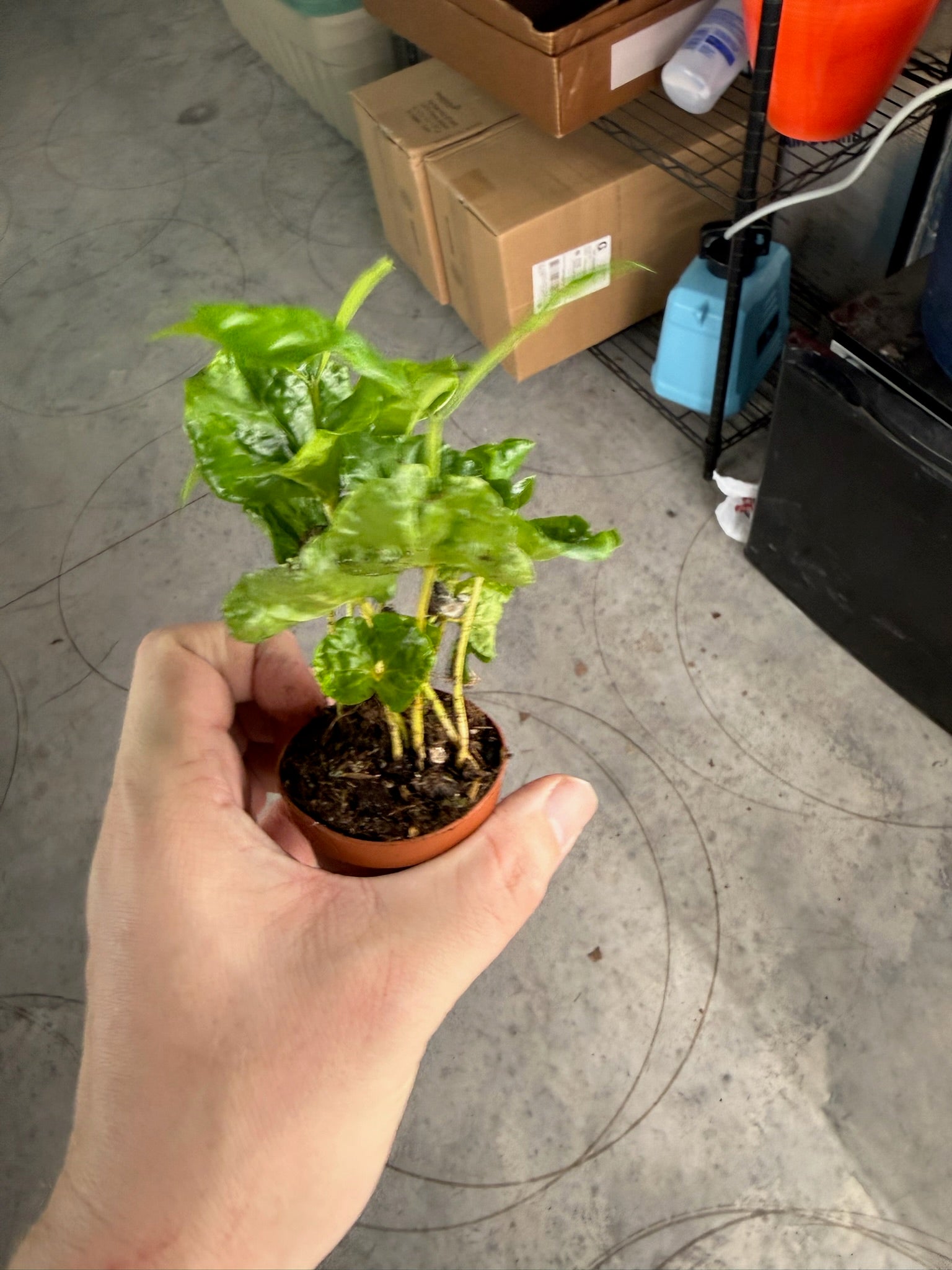 Coffee Plant Arabica 2" Growers Choice