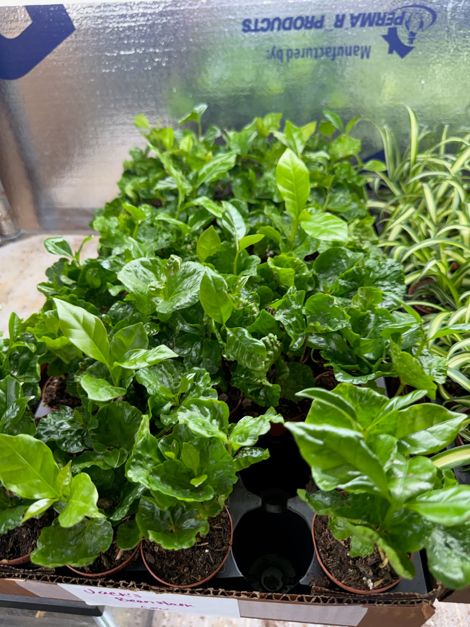 Coffee Plant Arabica 2" Growers Choice