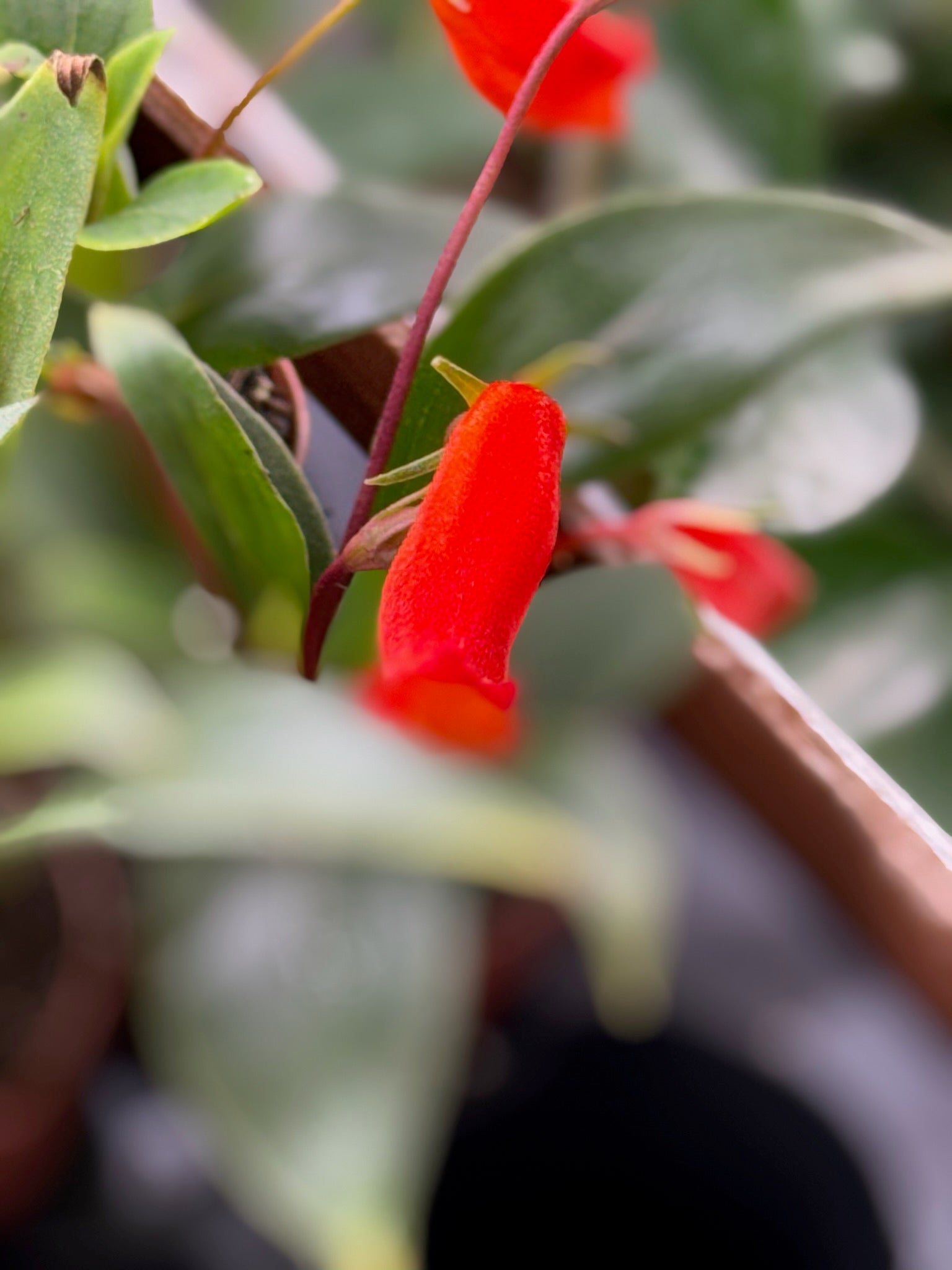 Bolivian Sunset 2" Grower's Choice