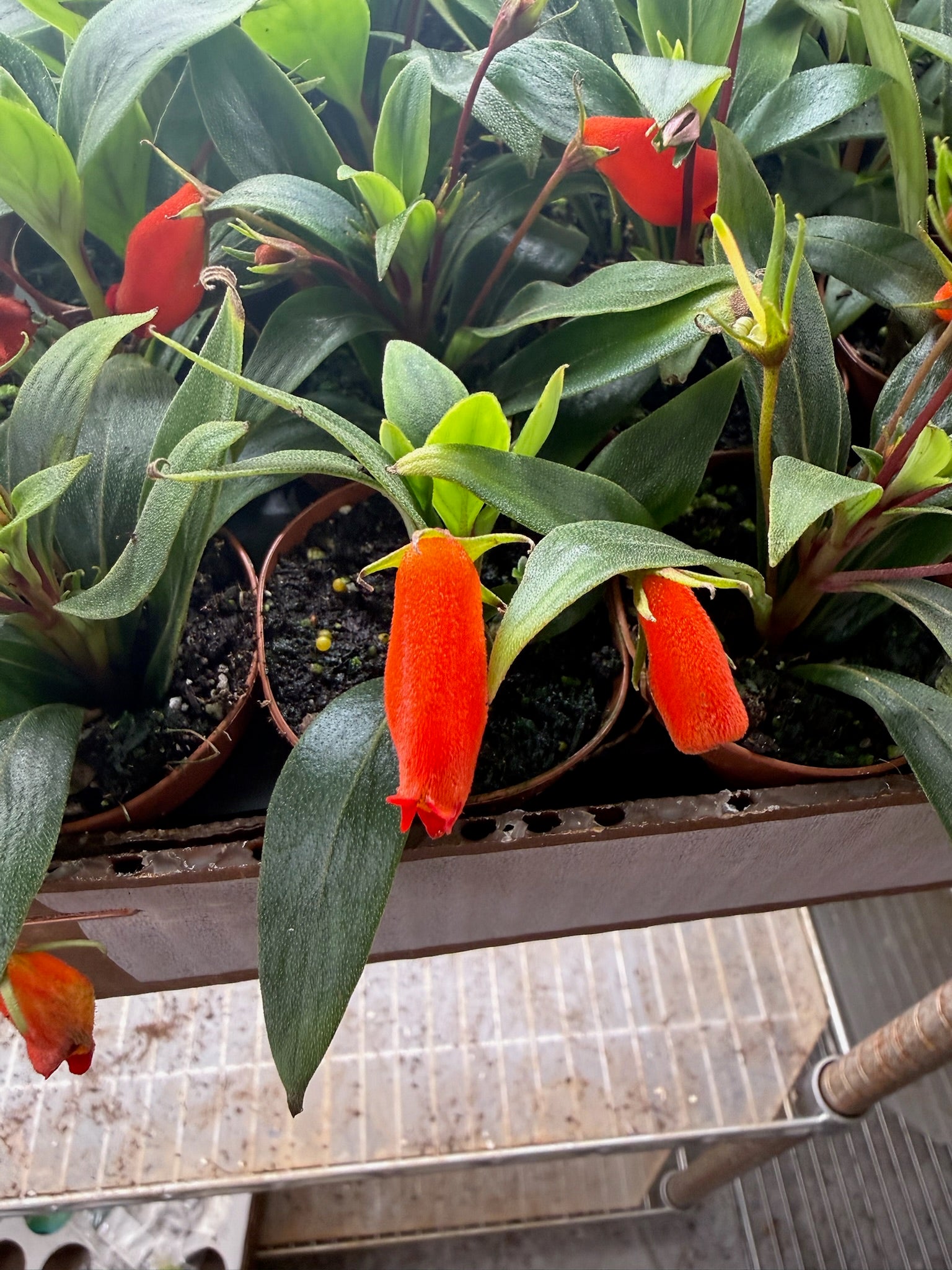 Bolivian Sunset 2" Grower's Choice