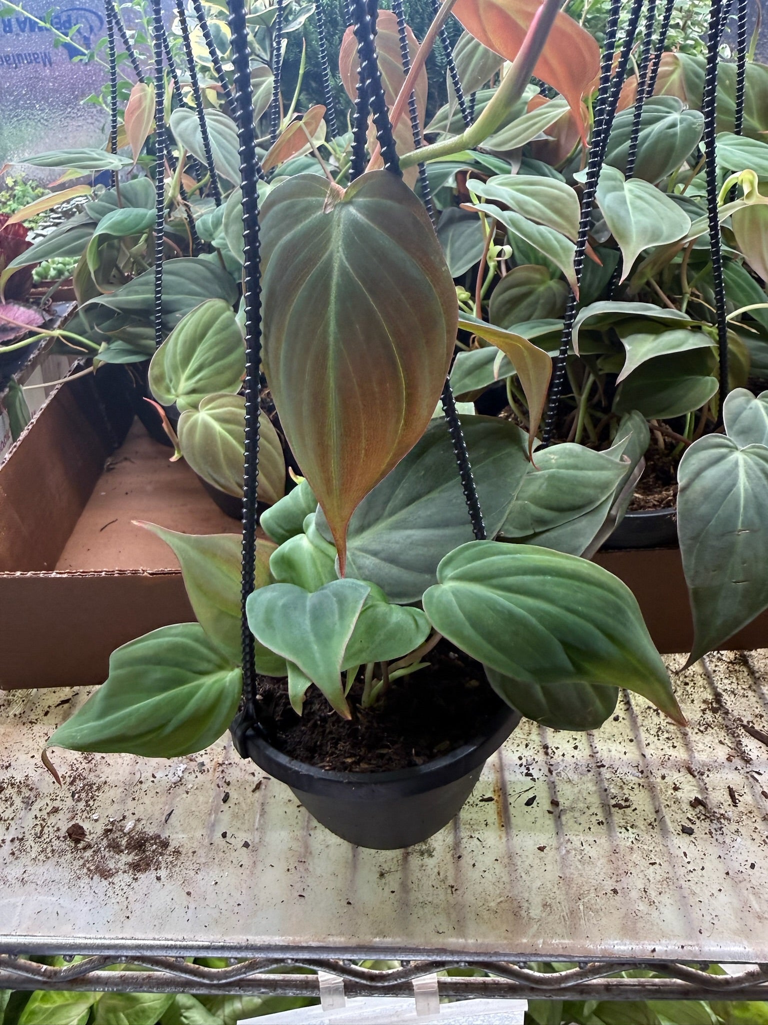 Philodendron Micans Hanging Basket 4"