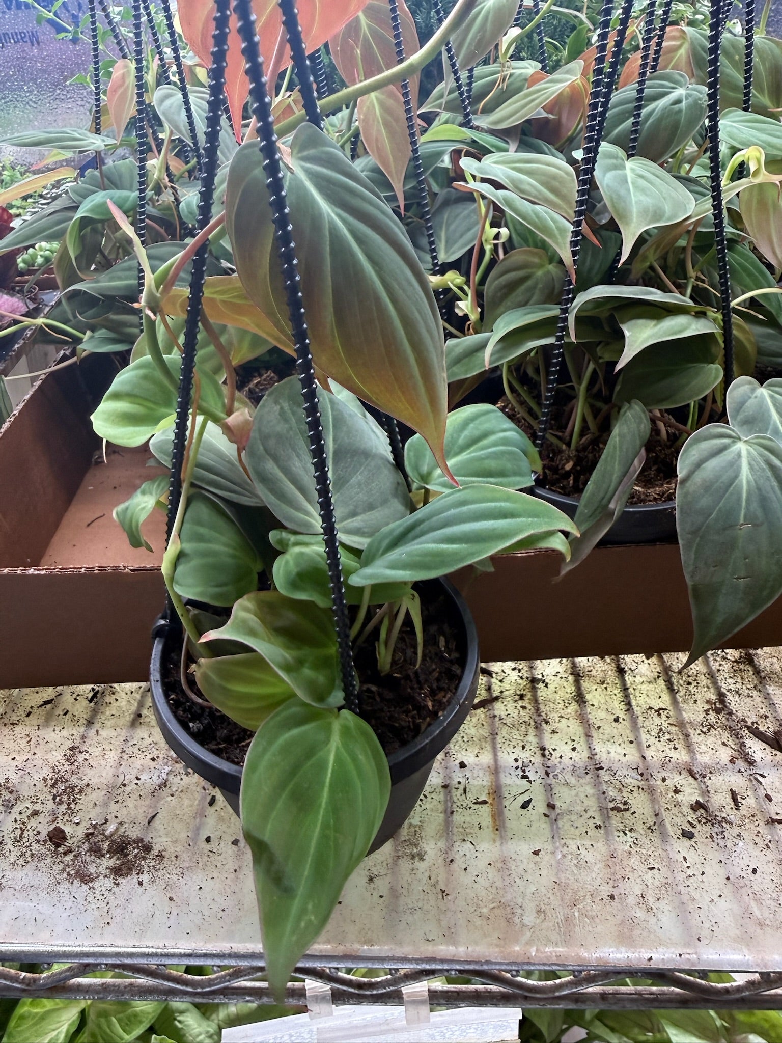 Philodendron Micans Hanging Basket 4"