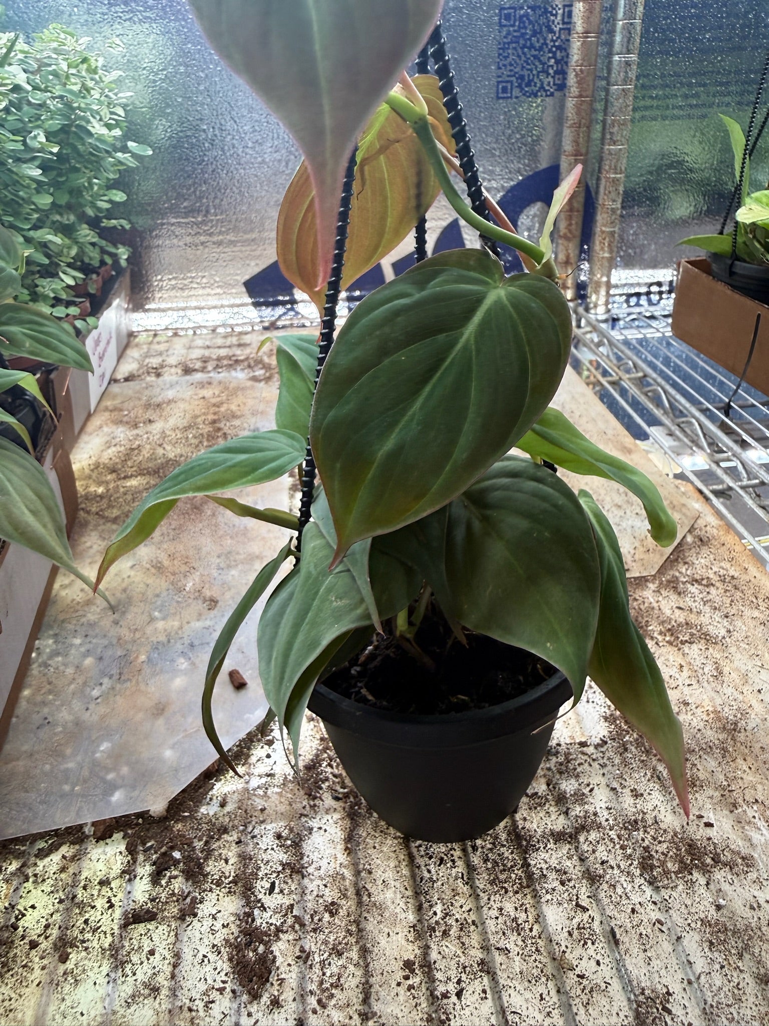 Philodendron Micans Hanging Basket 4"