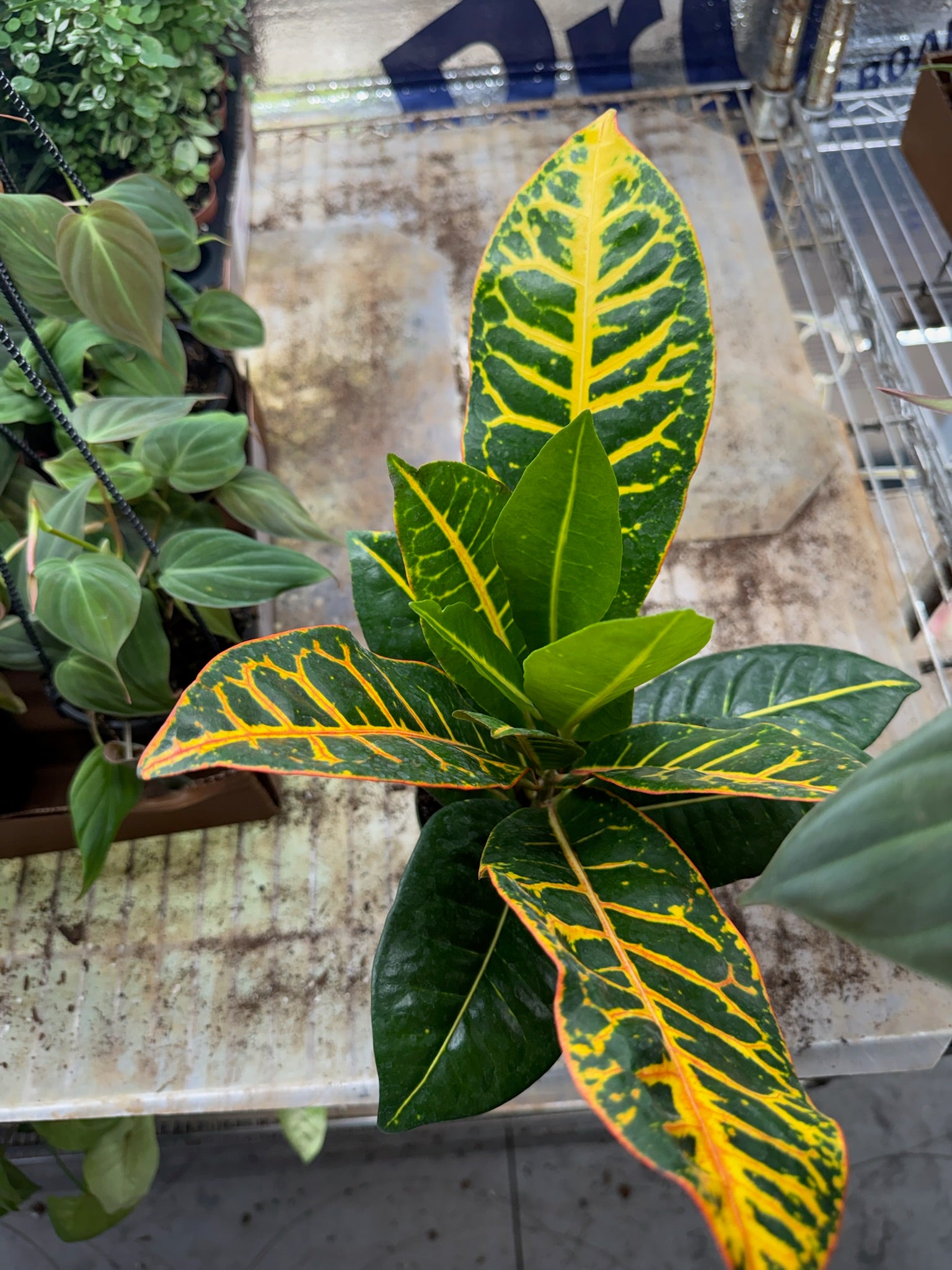 Croton Petra Grower's Choice 4"