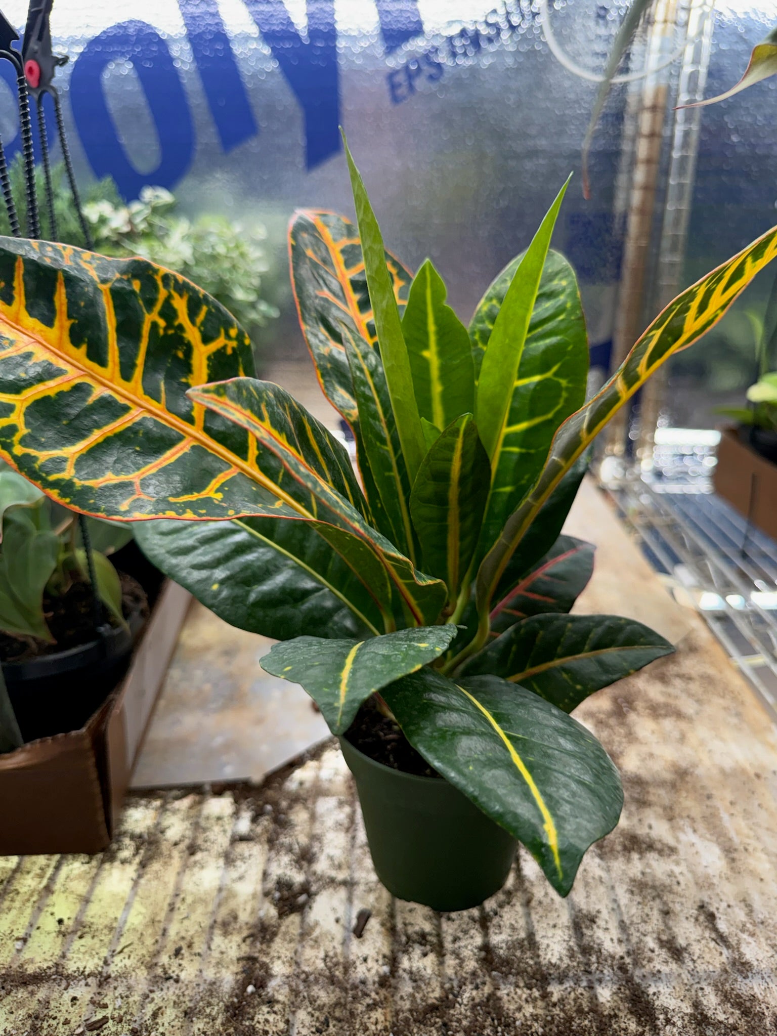 Croton Petra Grower's Choice 4"