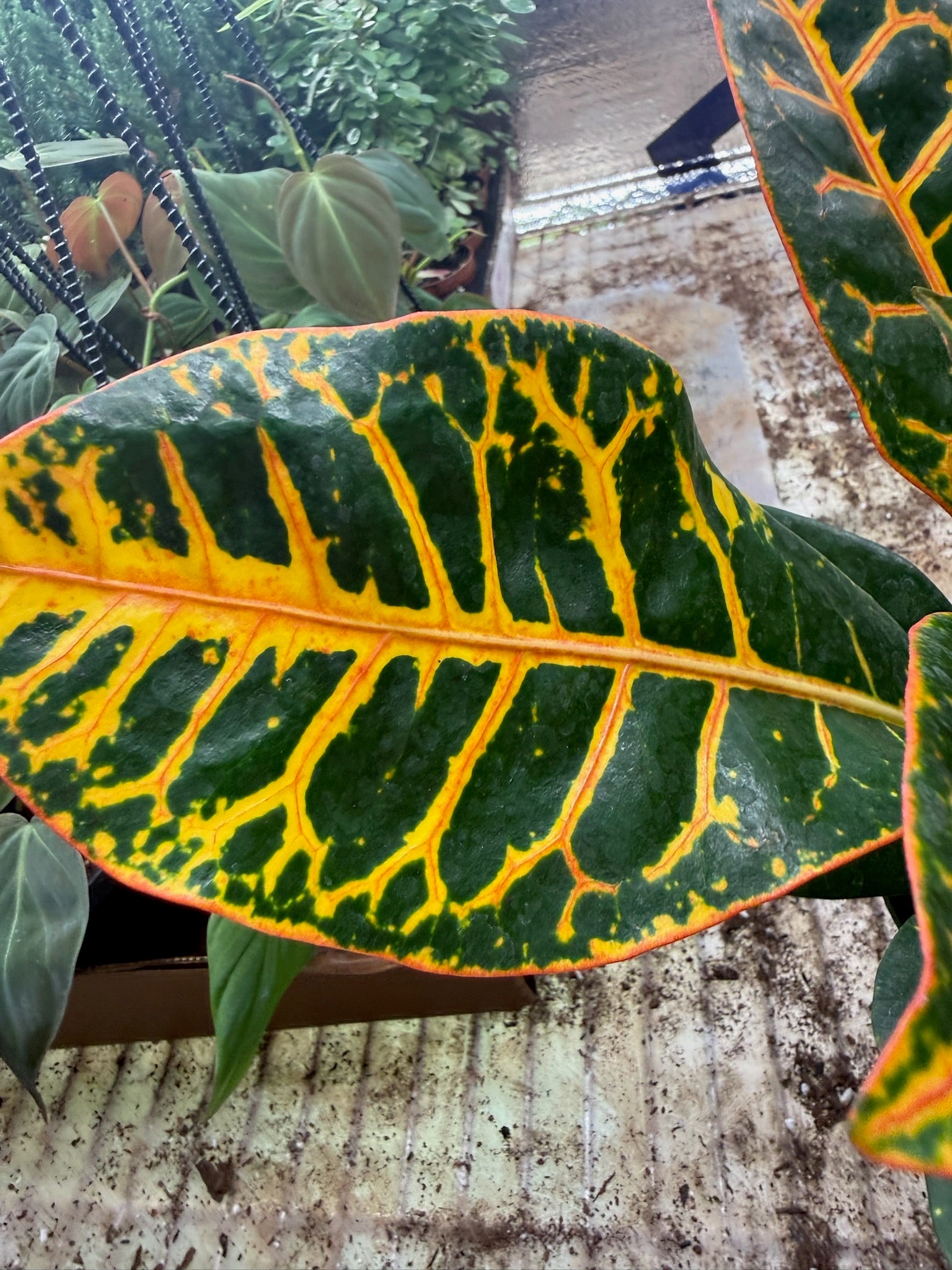 Croton Petra Grower's Choice 4"