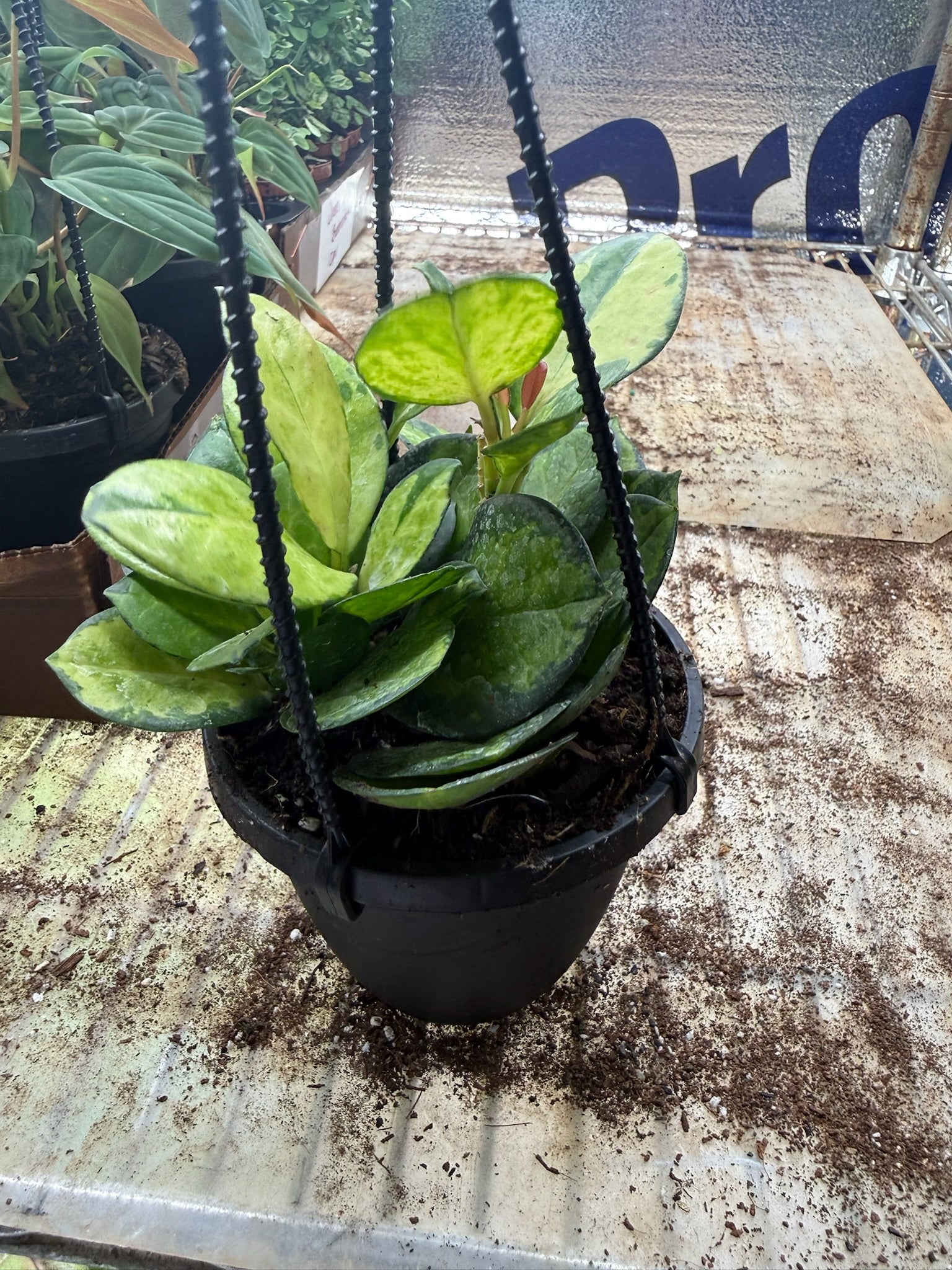 Assorted Hoya Hanging Basket Grower's Choice 4"