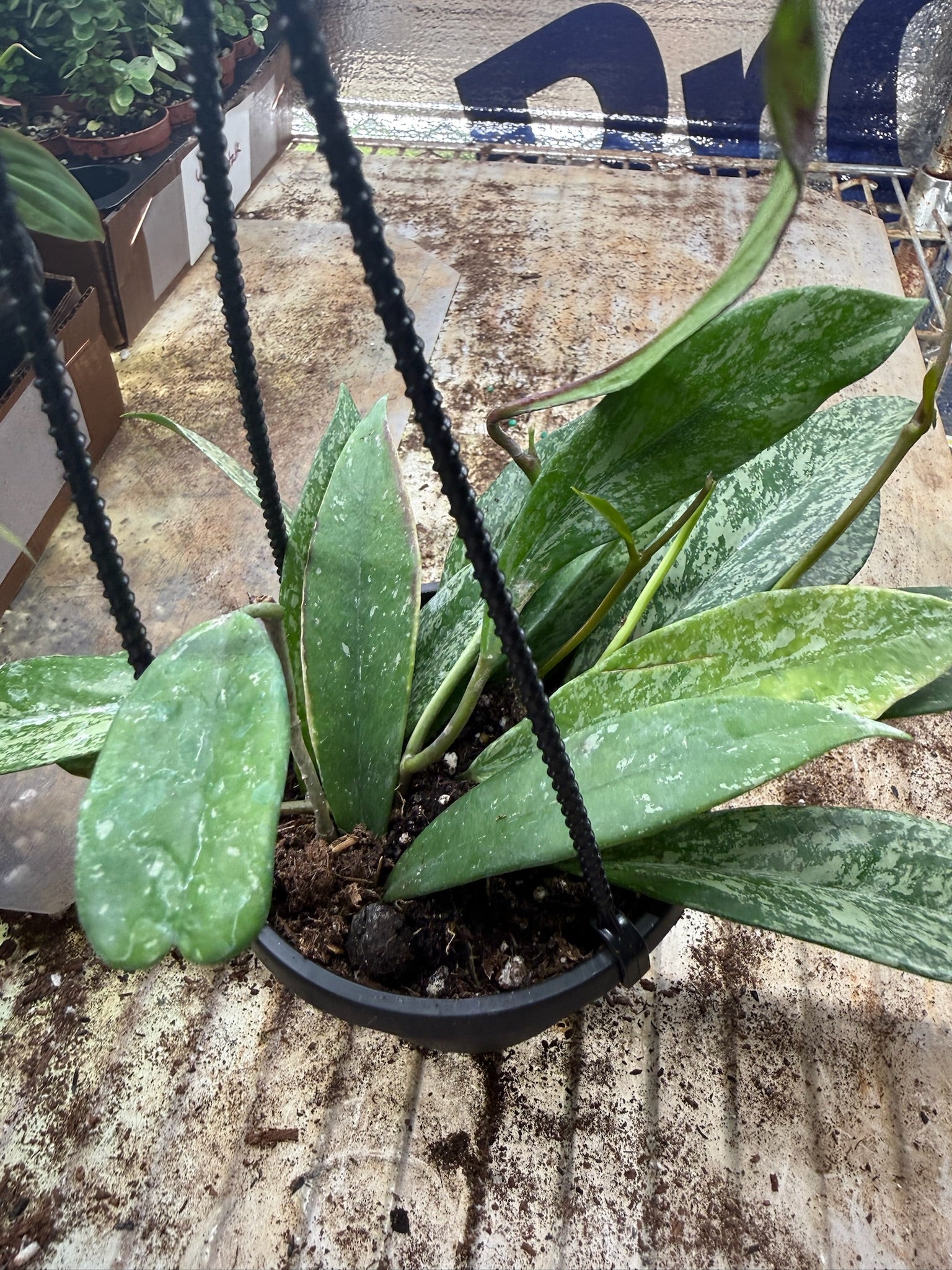 Assorted Hoya Hanging Basket Grower's Choice 4"