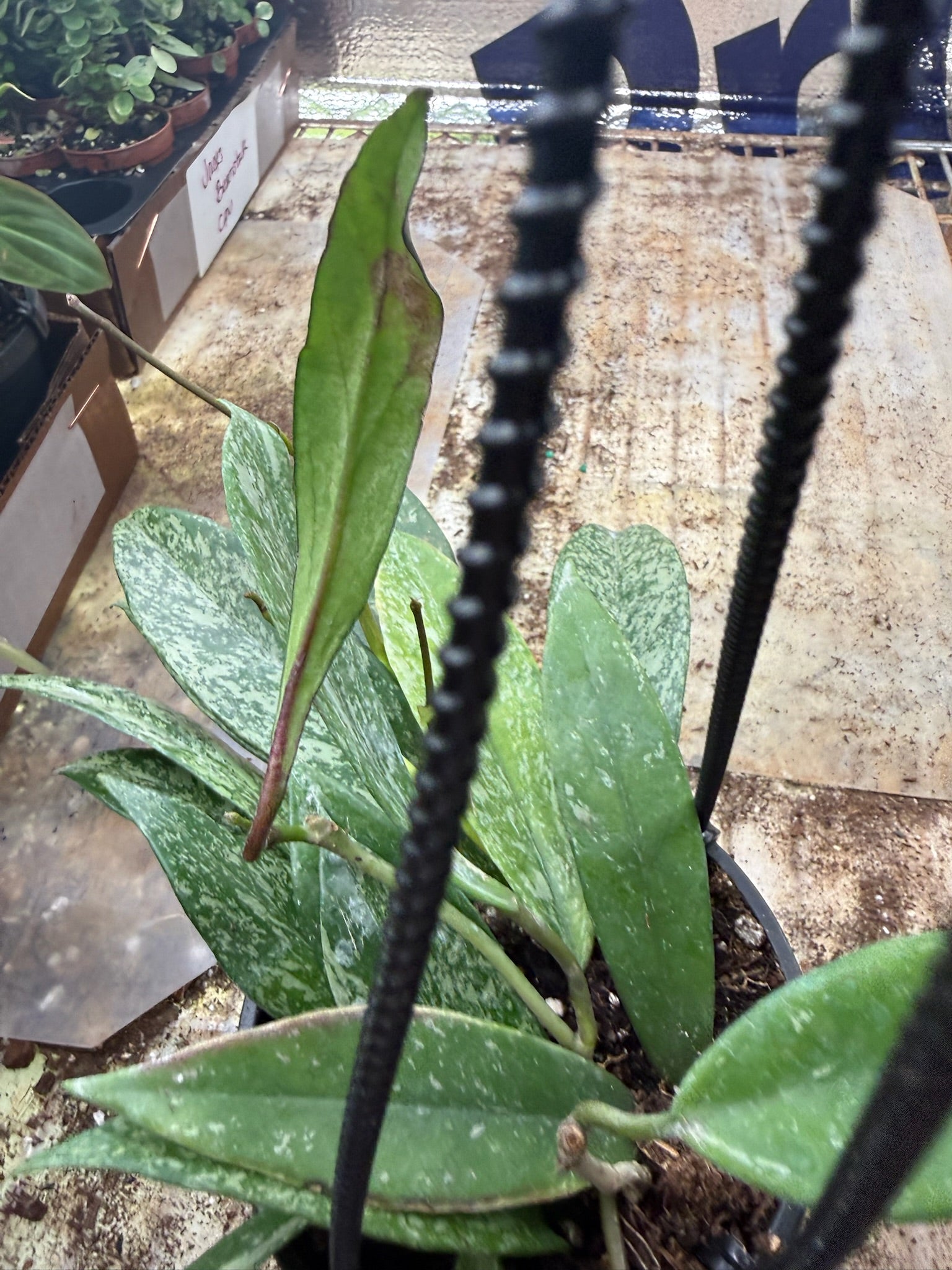 Assorted Hoya Hanging Basket Grower's Choice 4"