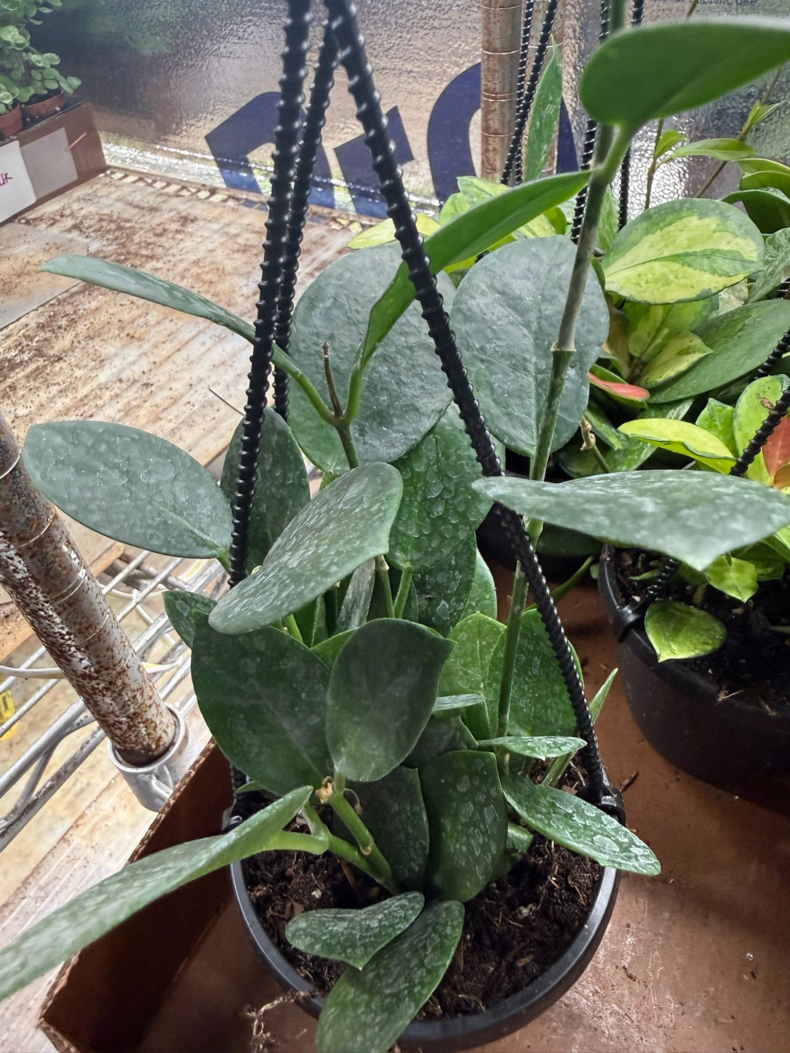 Assorted Hoya Hanging Basket Grower's Choice 4"