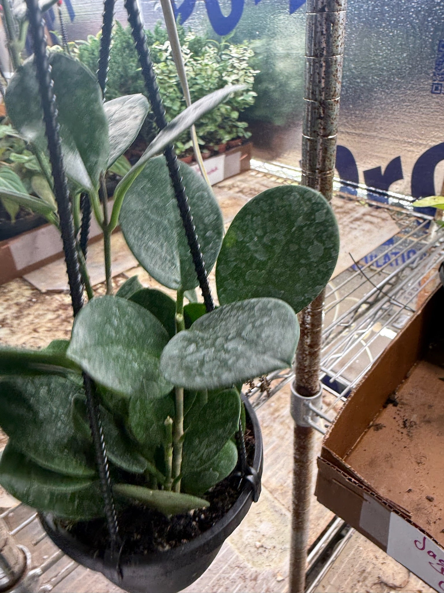 Assorted Hoya Hanging Basket Grower's Choice 4"