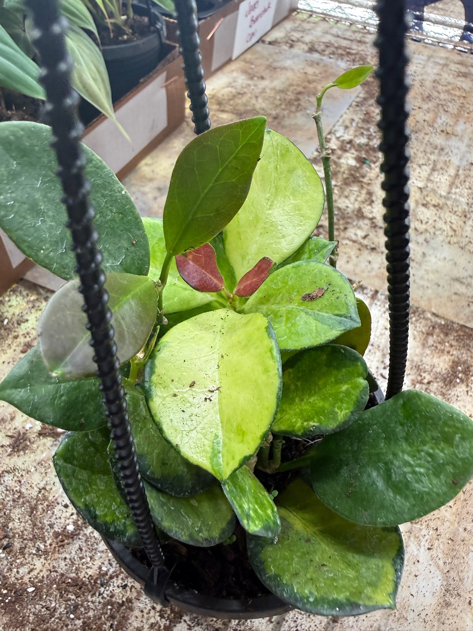Assorted Hoya Hanging Basket Grower's Choice 4"