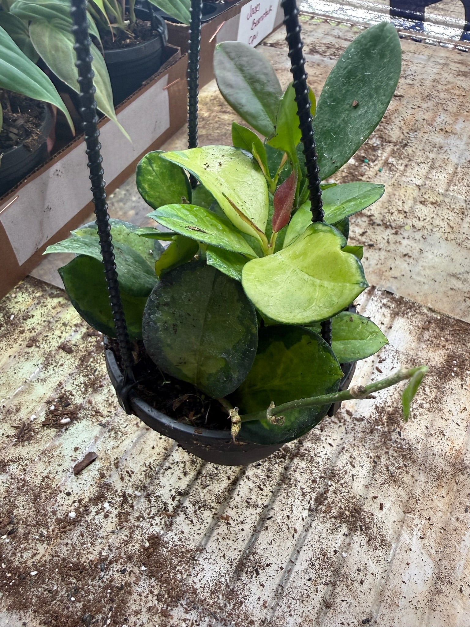 Assorted Hoya Hanging Basket Grower's Choice 4"