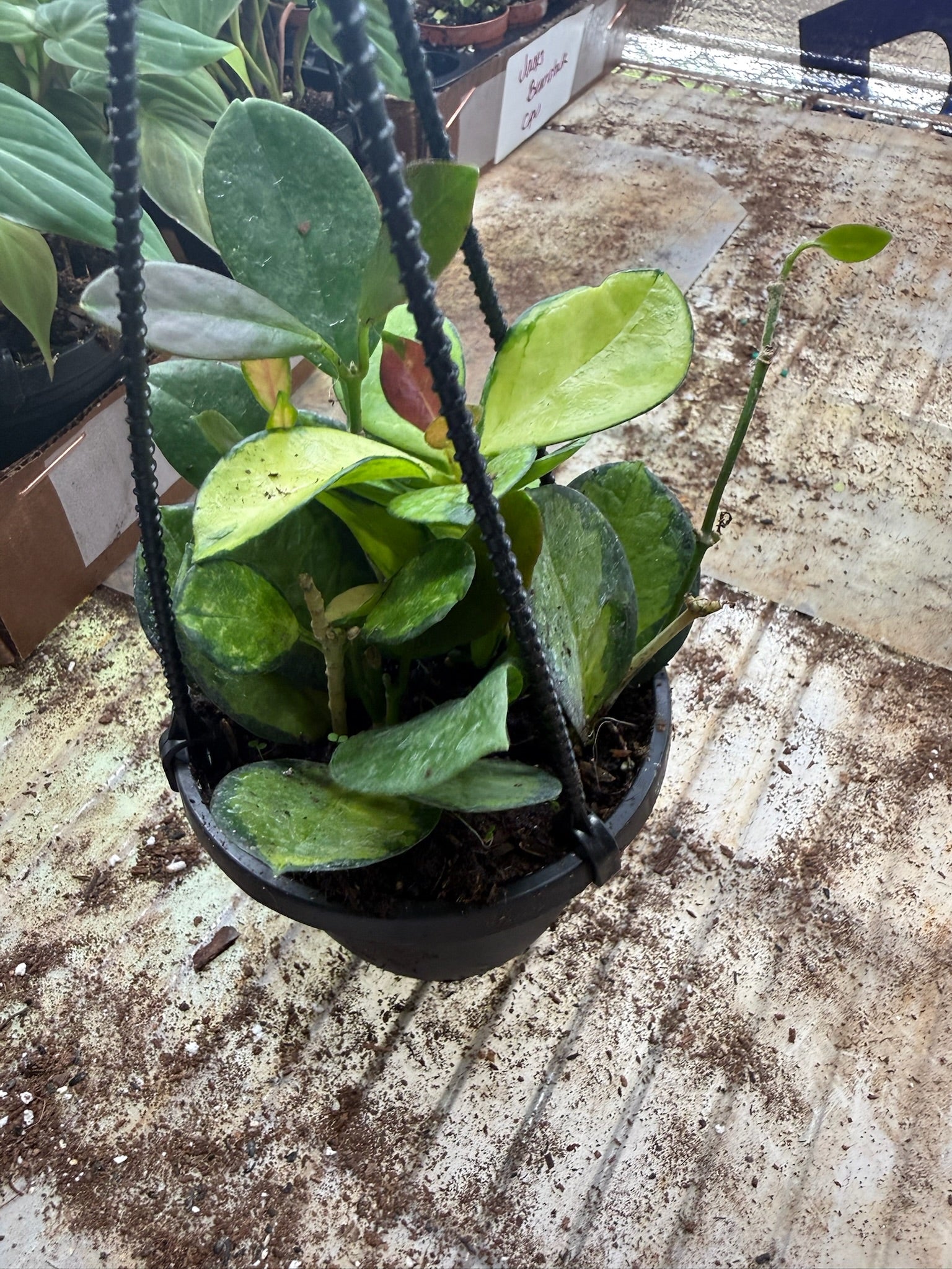 Assorted Hoya Hanging Basket Grower's Choice 4"