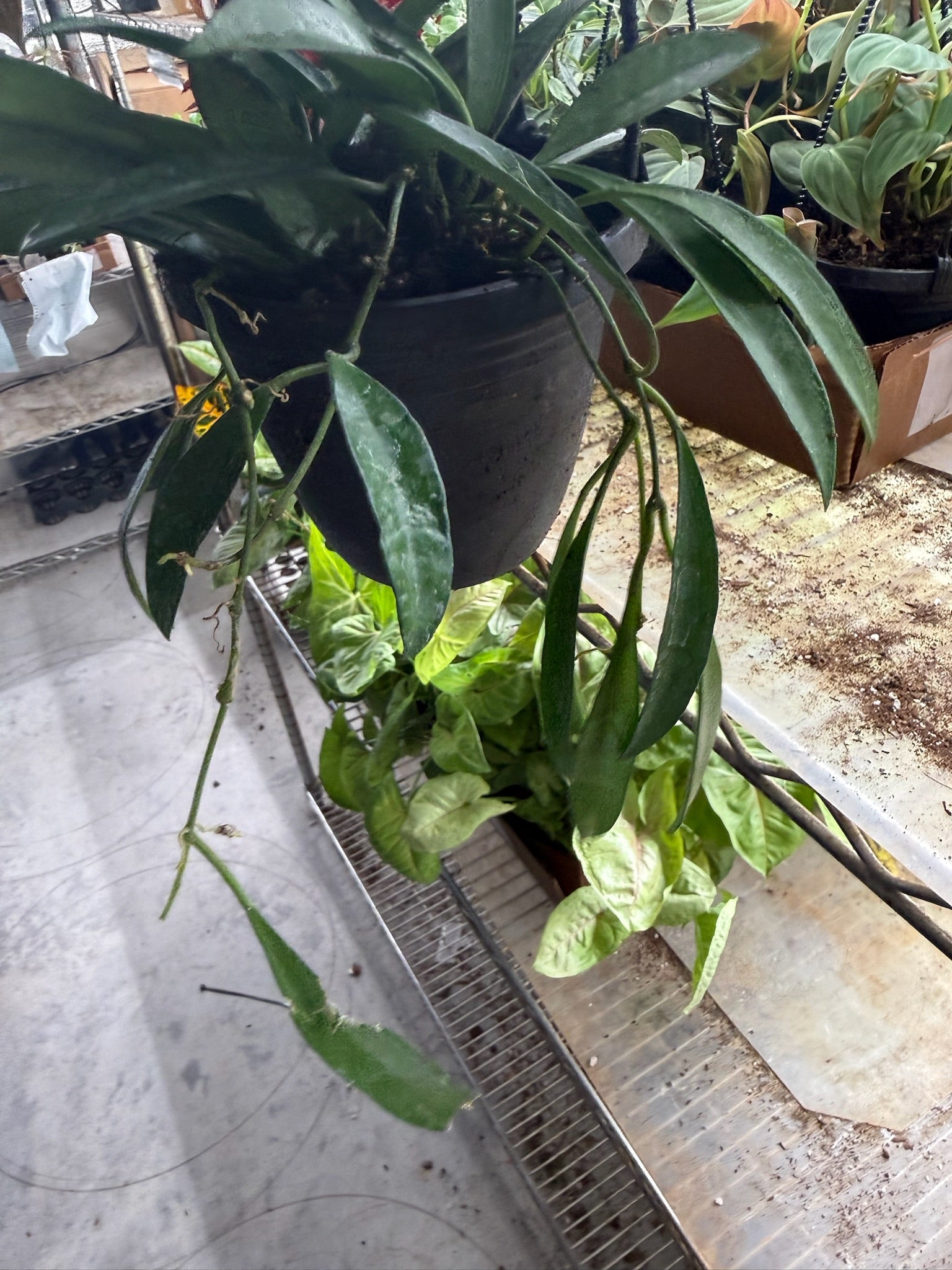 Assorted Hoya Hanging Basket Grower's Choice 4"