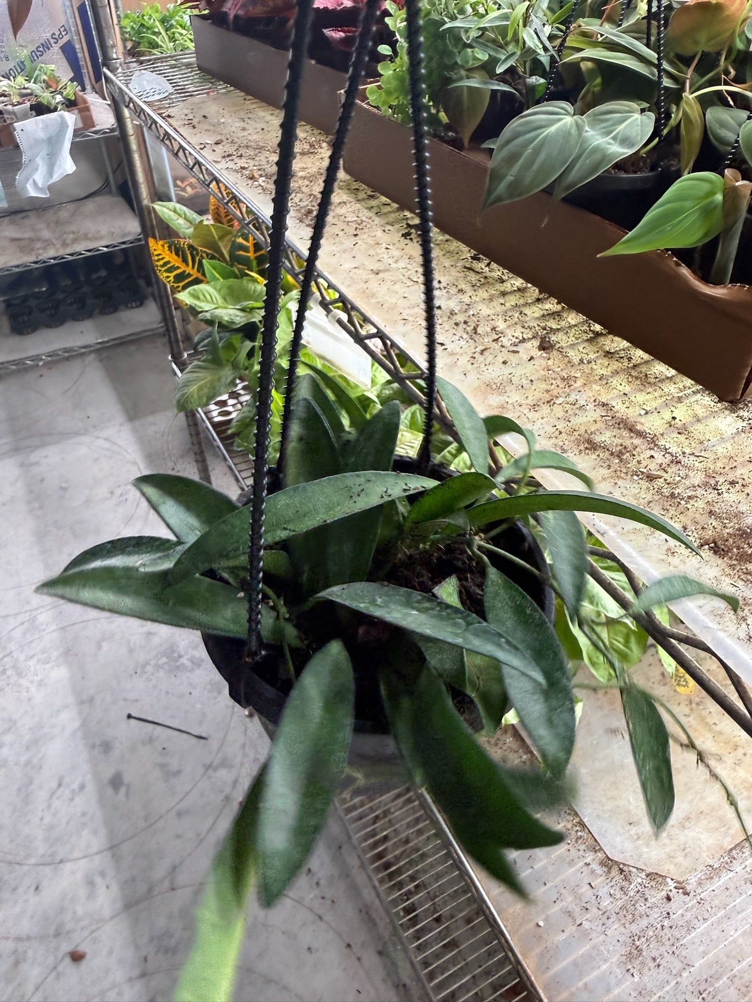 Assorted Hoya Hanging Basket Grower's Choice 4"