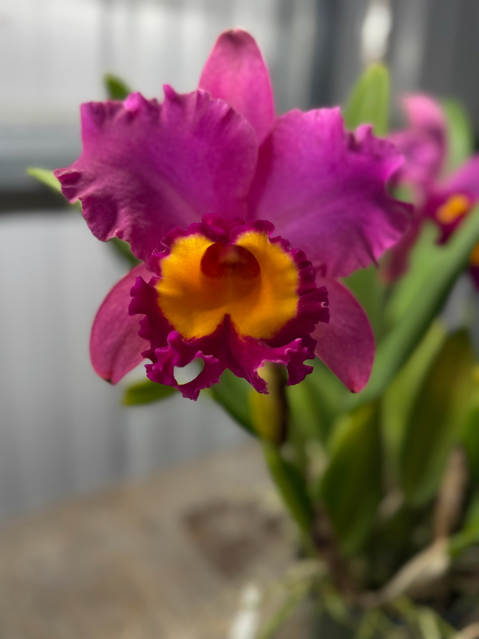 Cattleya Orchid 6" Growers Choice