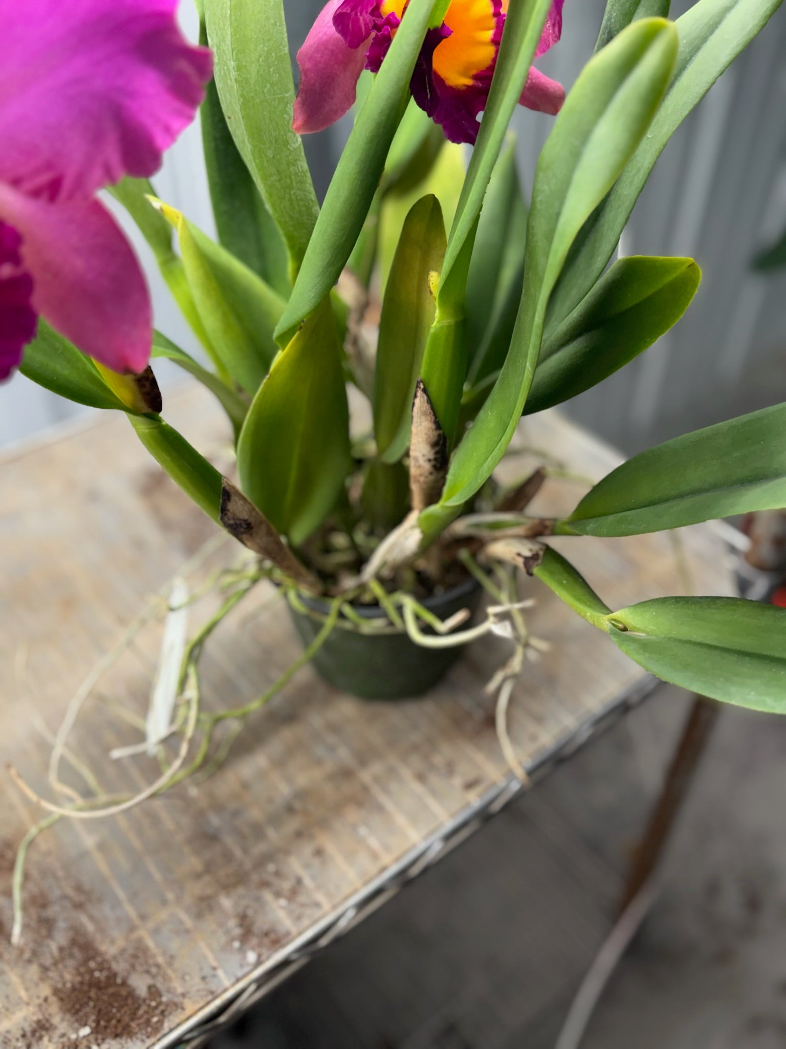 Cattleya Orchid 6" Growers Choice