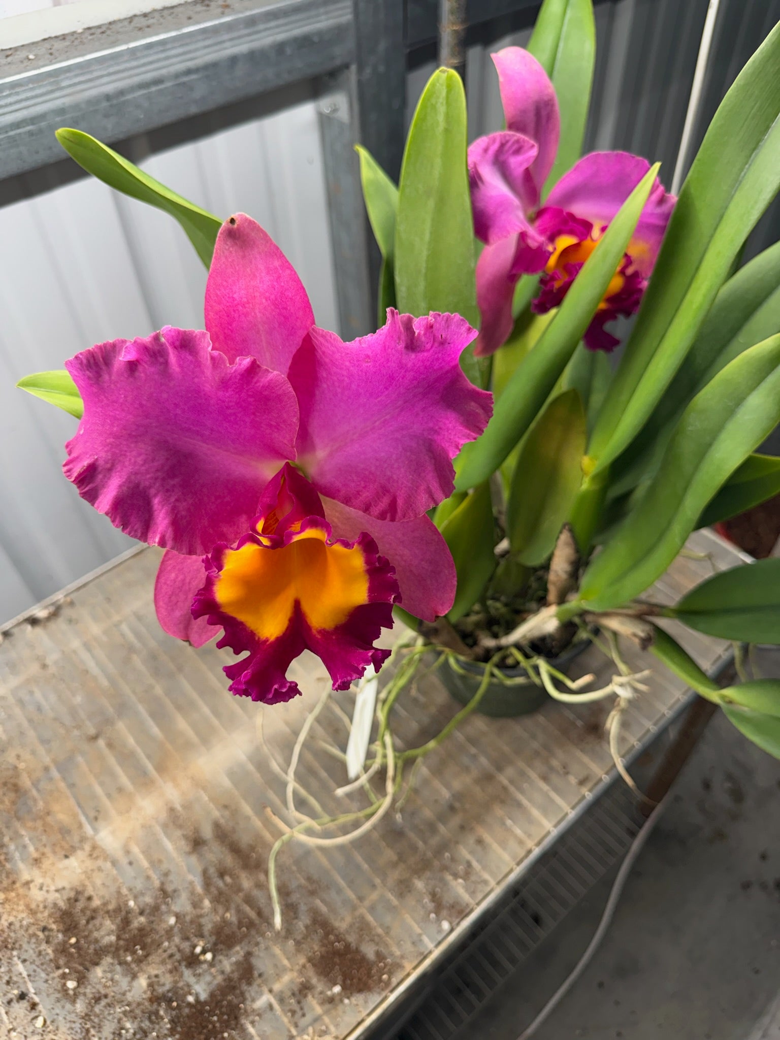 Cattleya Orchid 6" Growers Choice