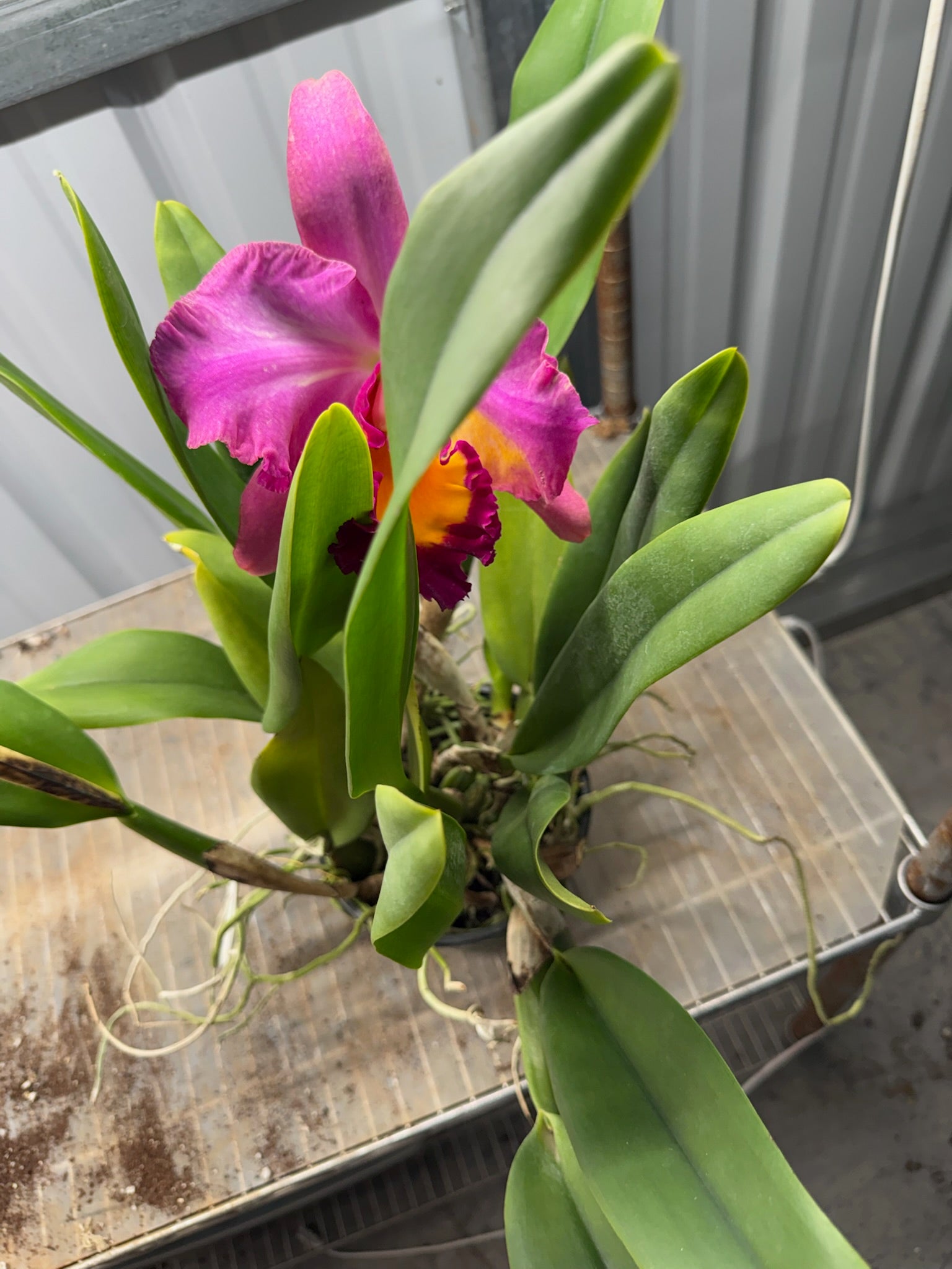 Cattleya Orchid 6" Growers Choice