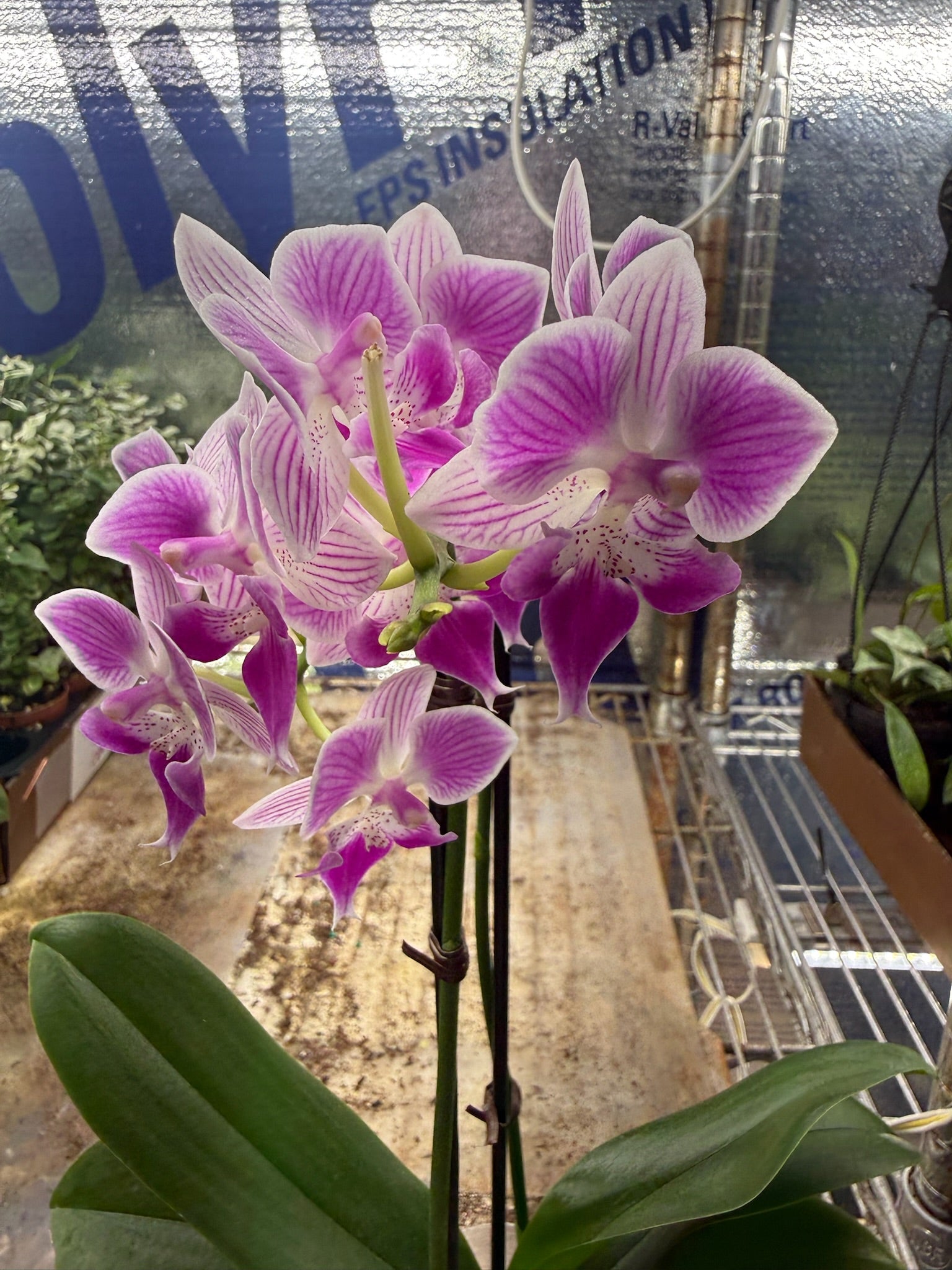 Phalaenopsis Orchid 4" Growers Choice