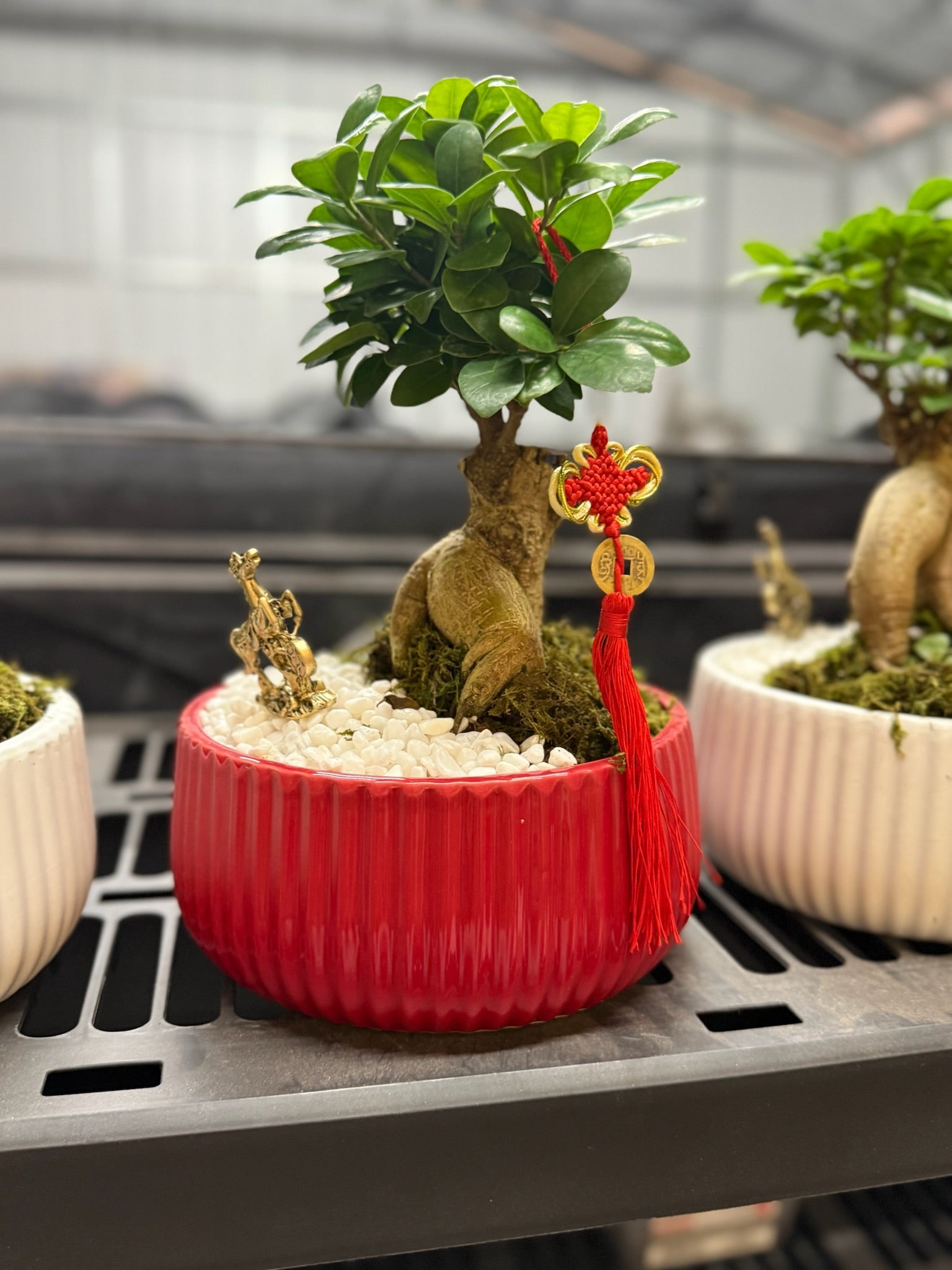 Chinese New Year Bonsai Ficus ceramic pot 8.5"
