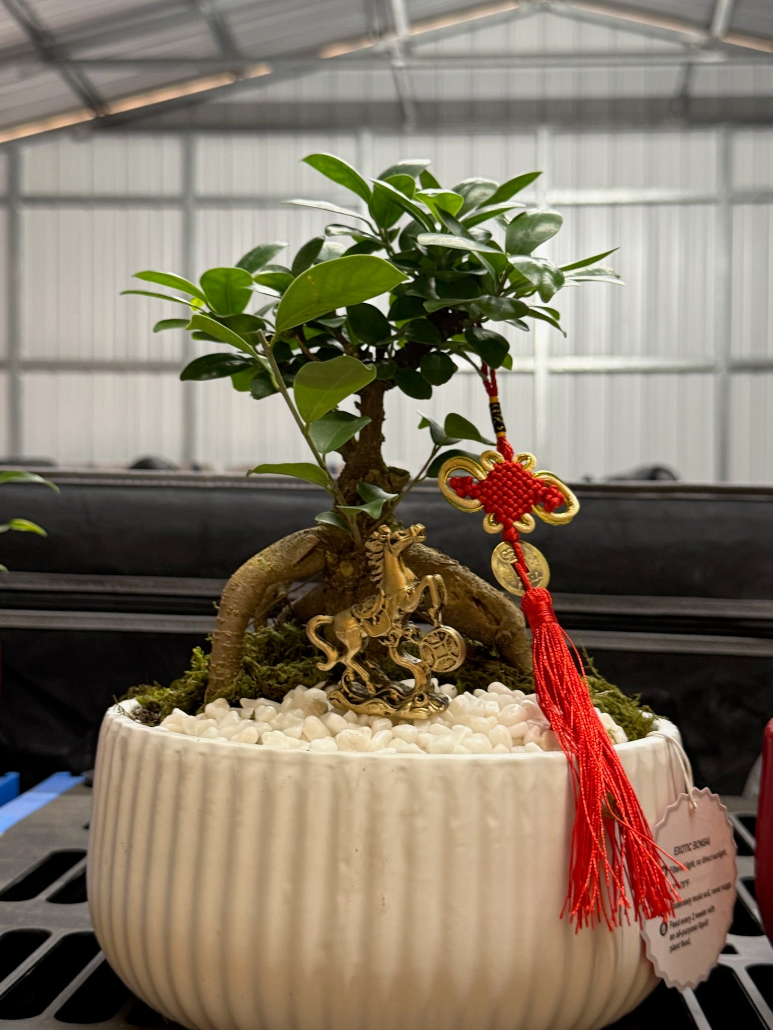 Chinese New Year Bonsai Ficus ceramic pot 8.5"