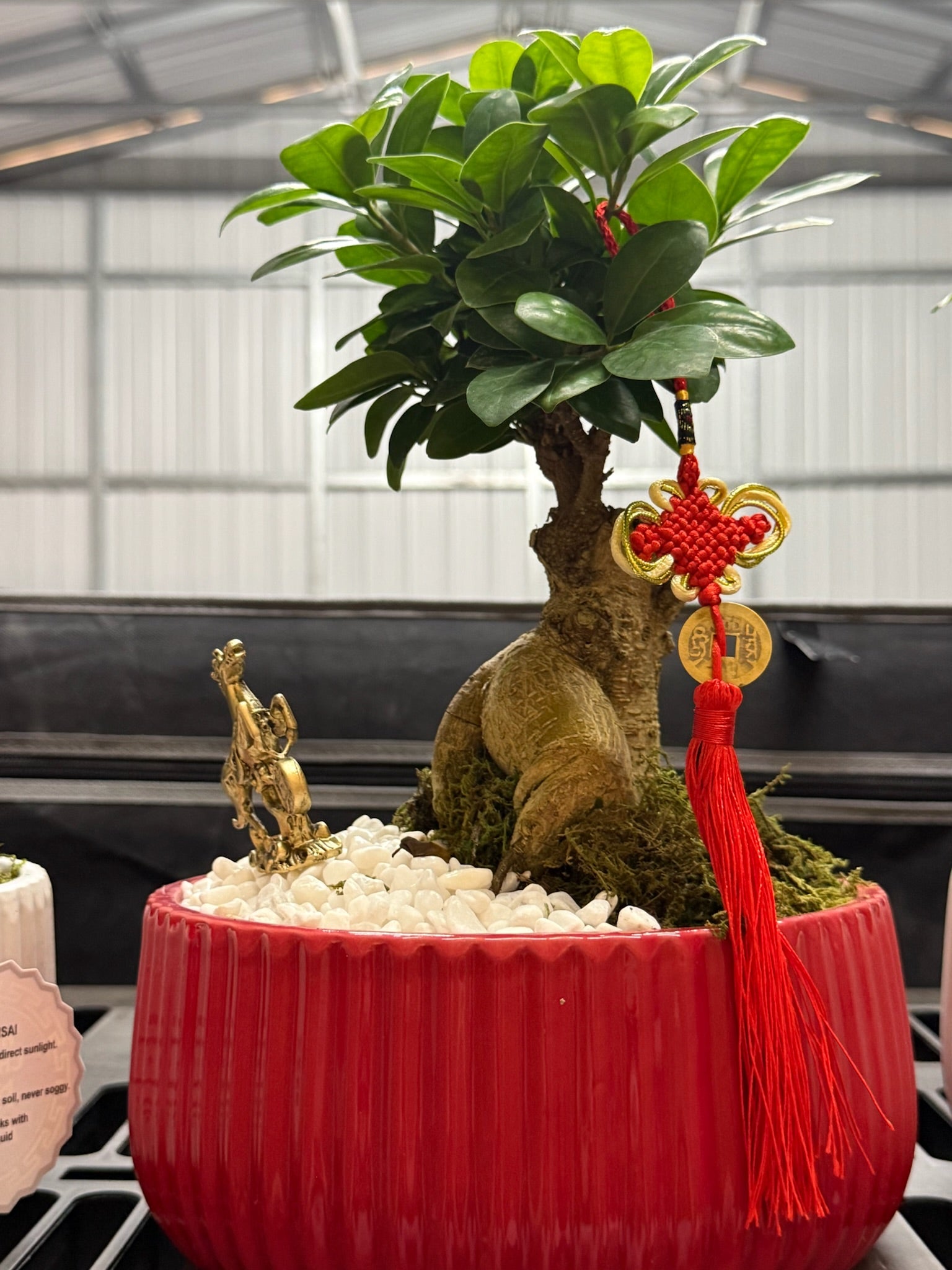 Chinese New Year Bonsai Ficus ceramic pot 8.5"