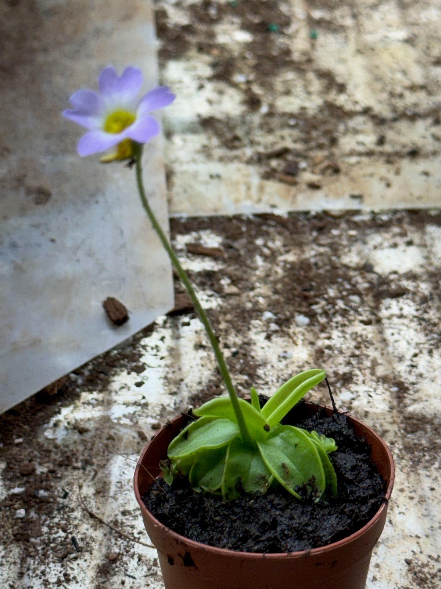 Butterwort Carnivorous plant 2" Grower's Choice