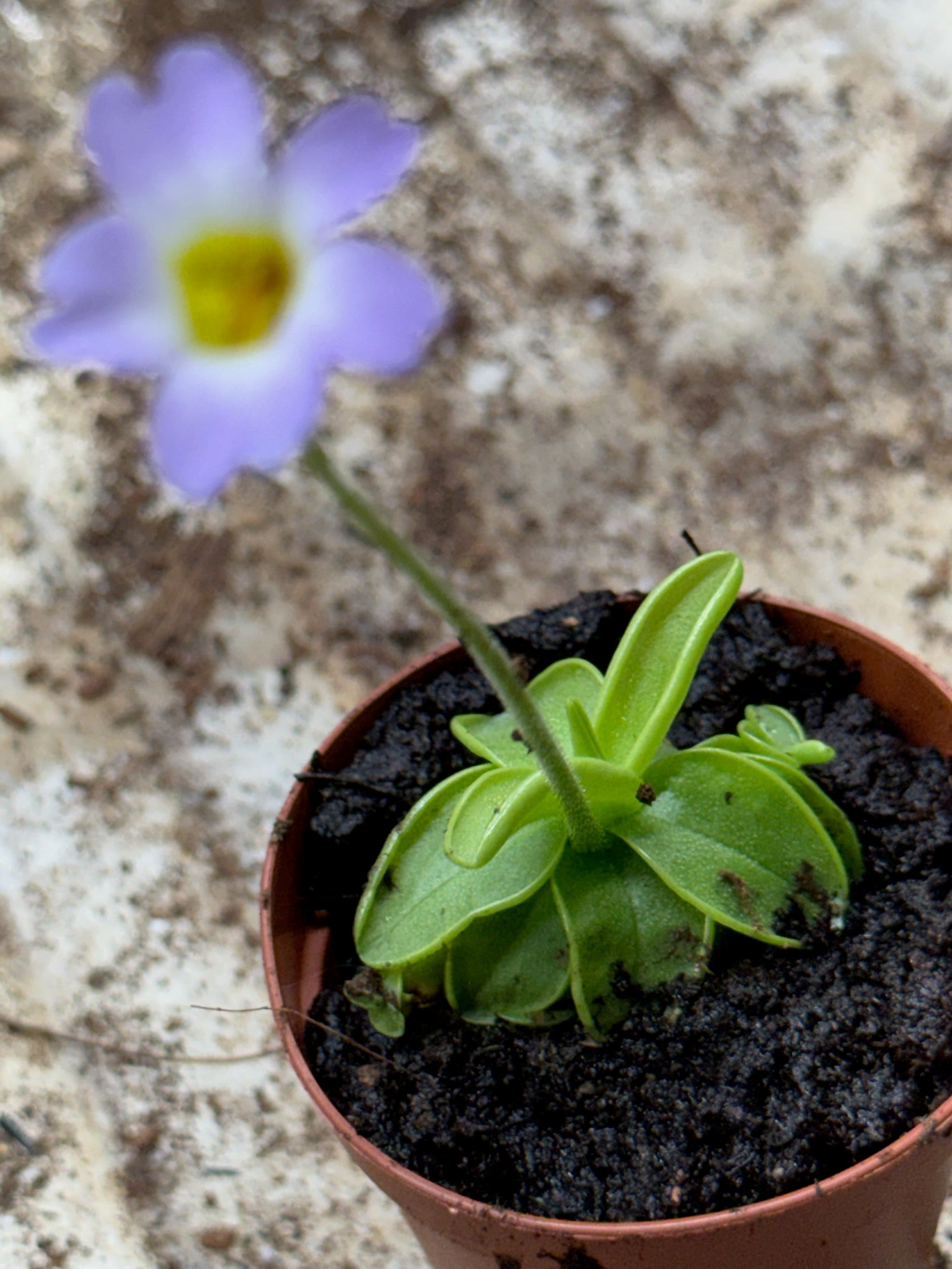 Butterwort Carnivorous plant 2" Grower's Choice