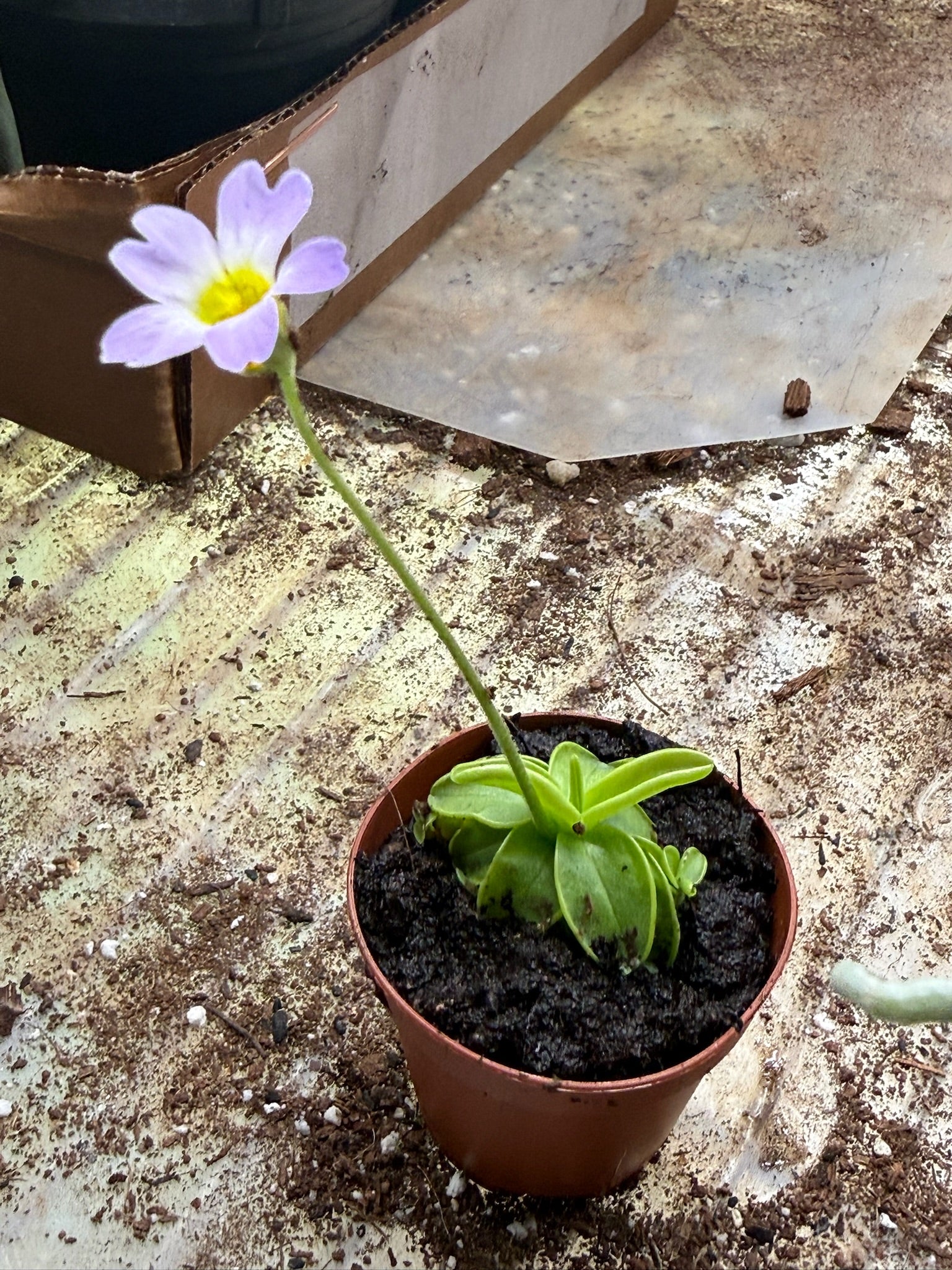 Butterwort Carnivorous plant 2" Grower's Choice