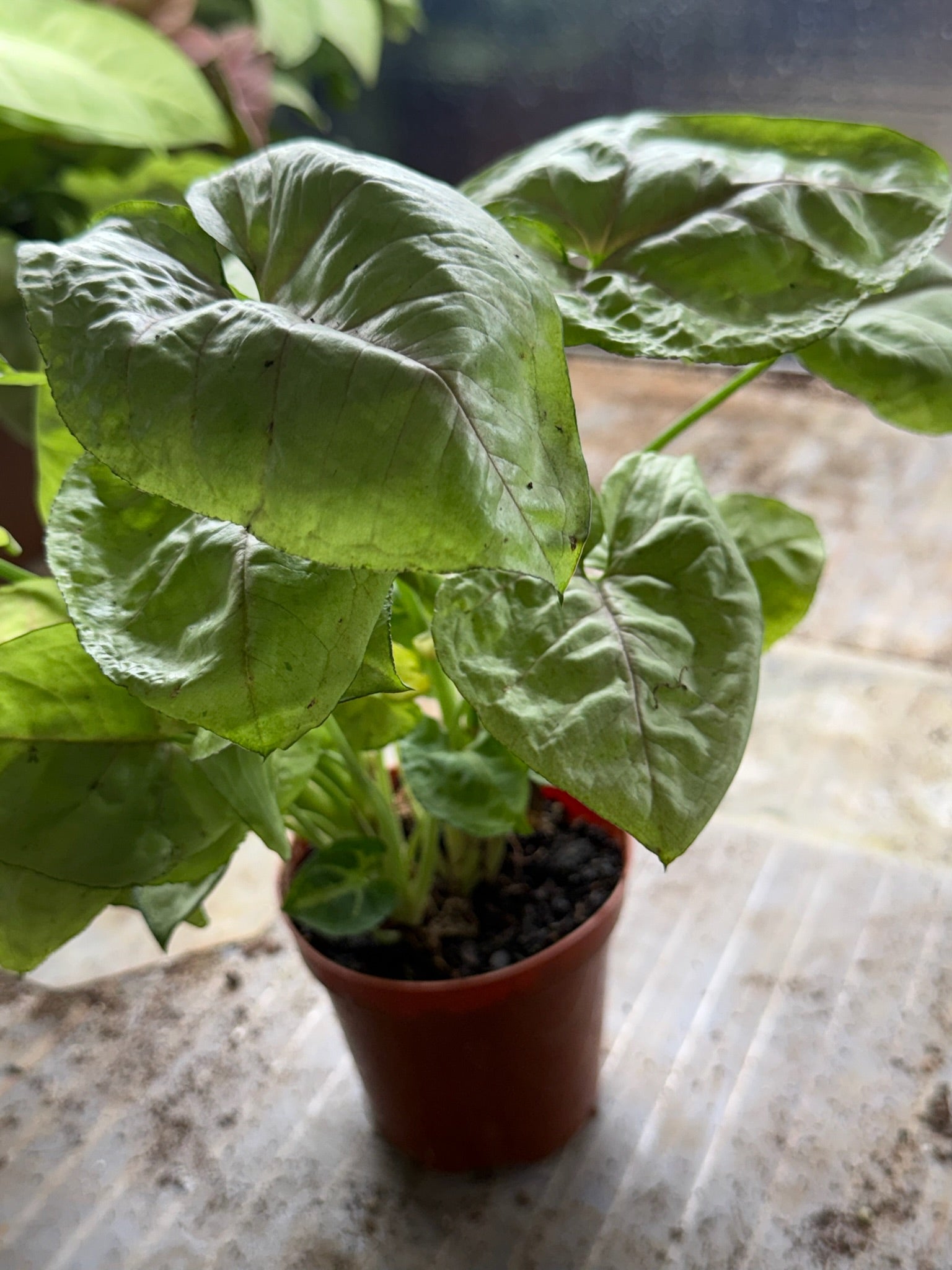 Assorted Grower's Choise Syngonium Large bushy 4"