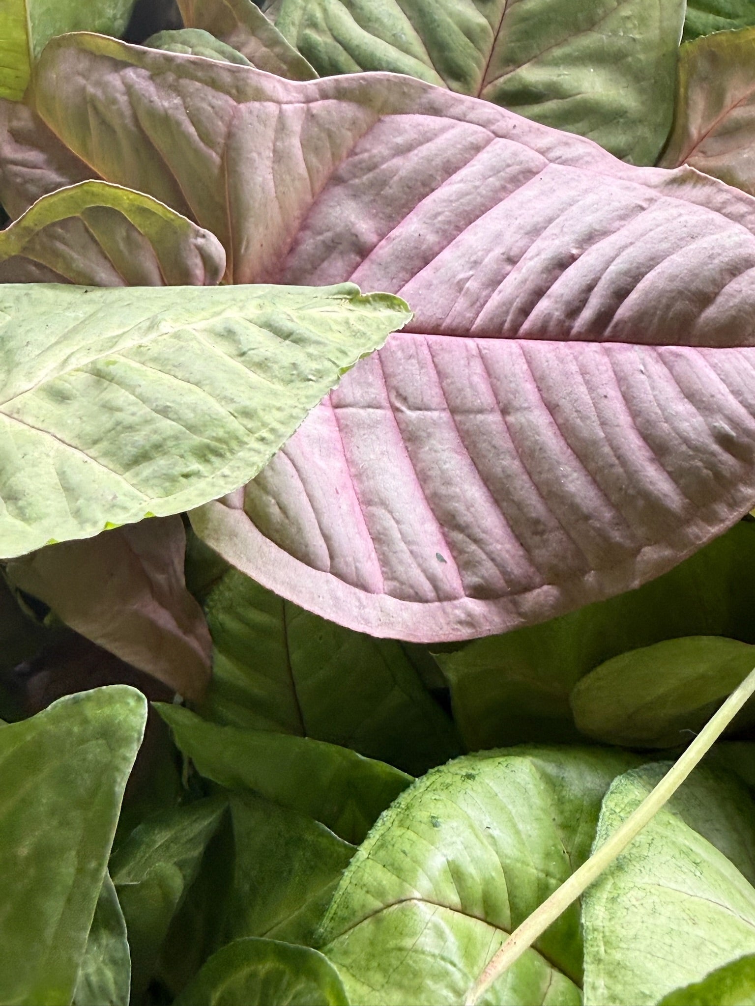 Assorted Grower's Choise Syngonium Large bushy 4"