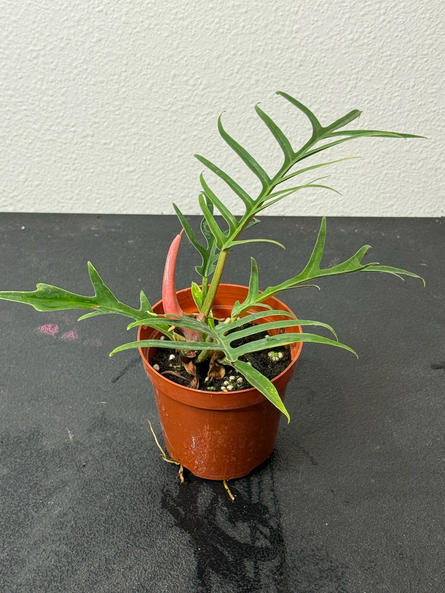 Philodendron Tortum 4" Grower's Choice